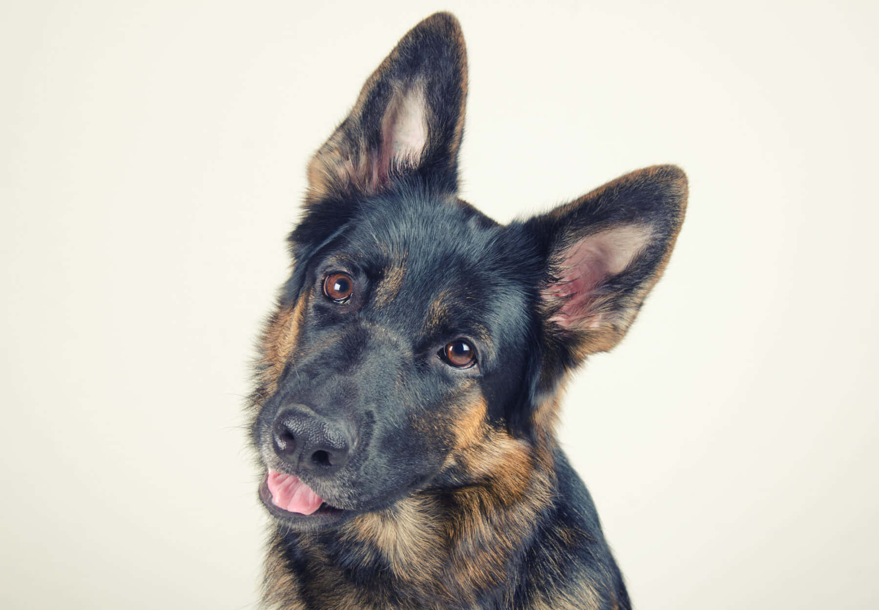 German Shepherd 桌布 壁紙 — 德國牧羊犬幼犬的特寫，耳朵警覺，舌頭快樂地伸出，背景為純淨的米白色。