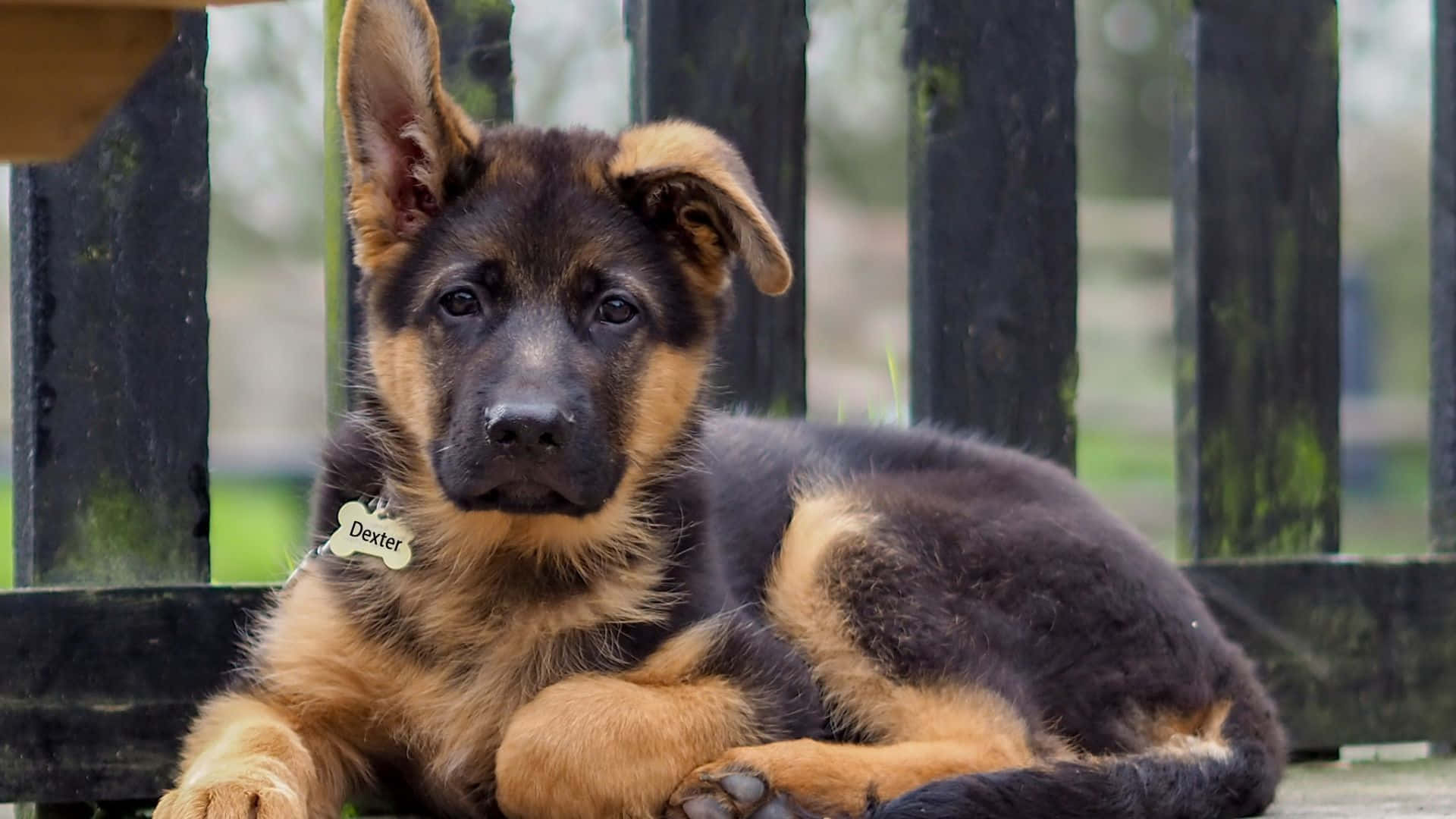 德國牧羊犬幼犬趴在木長椅上 壁紙