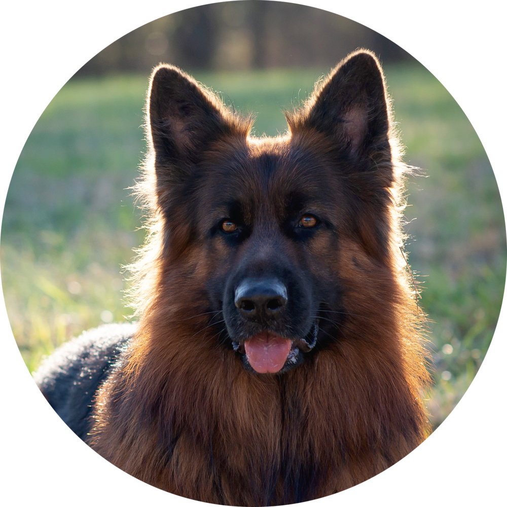 德國狼犬 桌布 壁紙 — 德國牧羊犬的特寫肖像，毛髮在陽光下溫暖閃亮，表情警覺，背景是模糊的綠色田野。