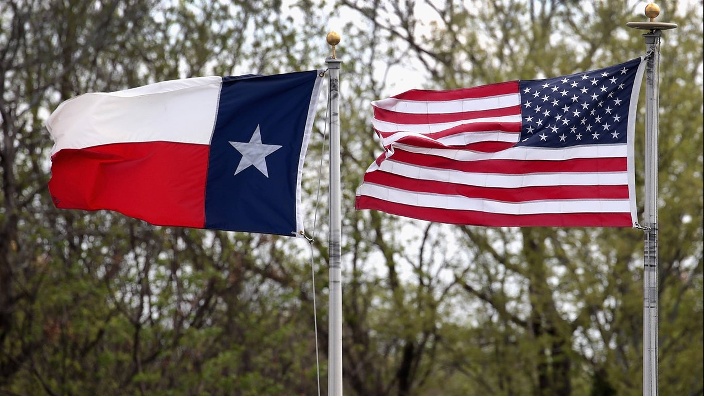 Texas Flag 桌布 壁紙 — 德州旗與美國旗在平靜的日子裡，以綠樹為背景並排飄揚。