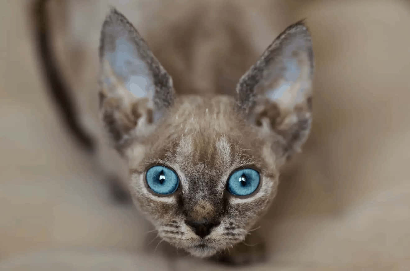 Devon Rex 桌布 壁紙 — 德文捲毛貓的大特寫，擁有巨大的耳朵和引人注目的藍色眼睛，直視鏡頭。