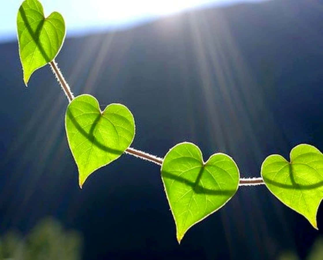 Heart Shape 桌布 壁紙 — 心形綠葉在黑暗模糊的背景襯托下，因陽光穿透而閃耀發光。