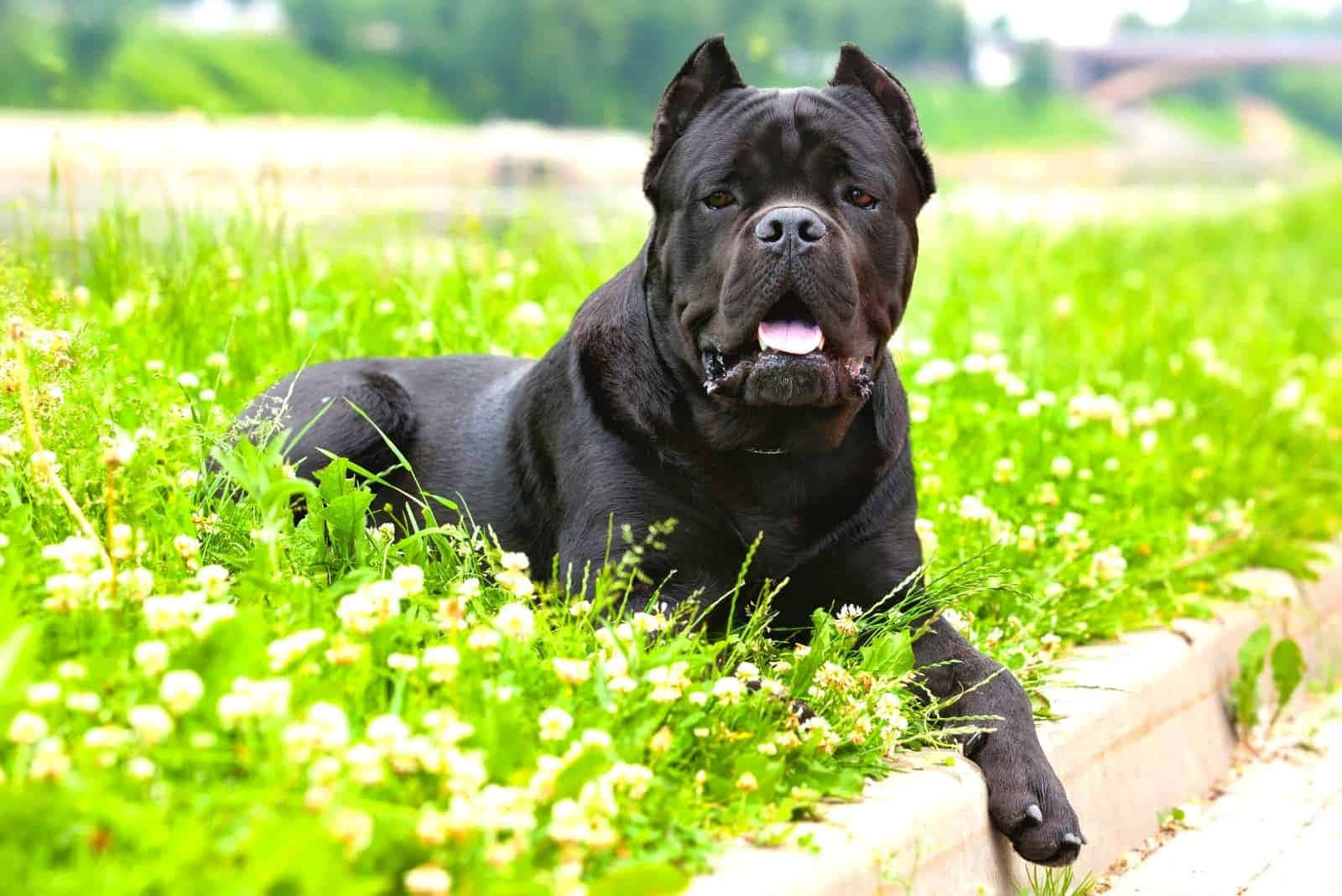 忠誠且盡職的義大利護衛犬Cane Corso，隨時準備行動！ 壁紙