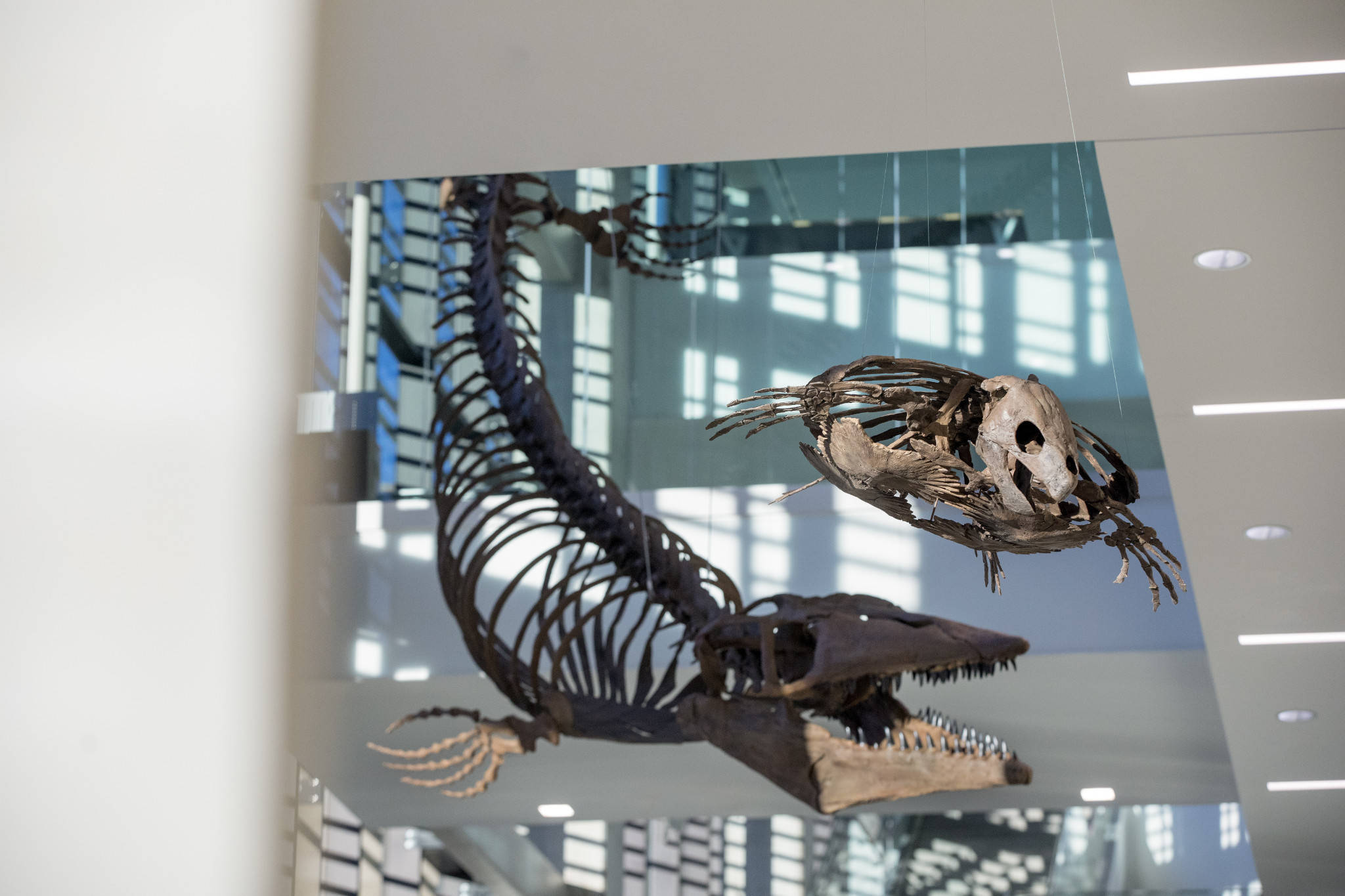 Museum 桌布 壁紙 — 懸掛的化石恐龍骨架在現代博物館大廳中，在明亮的頂燈下戲劇性地懸掛著。