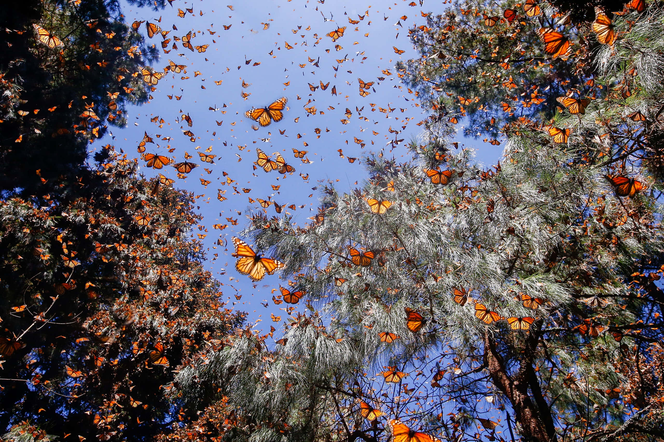 Butterfly Migration 桌布 壁紙 — 成千上萬的橙色帝王蝶在常青樹環繞的藍天中成群飛舞。