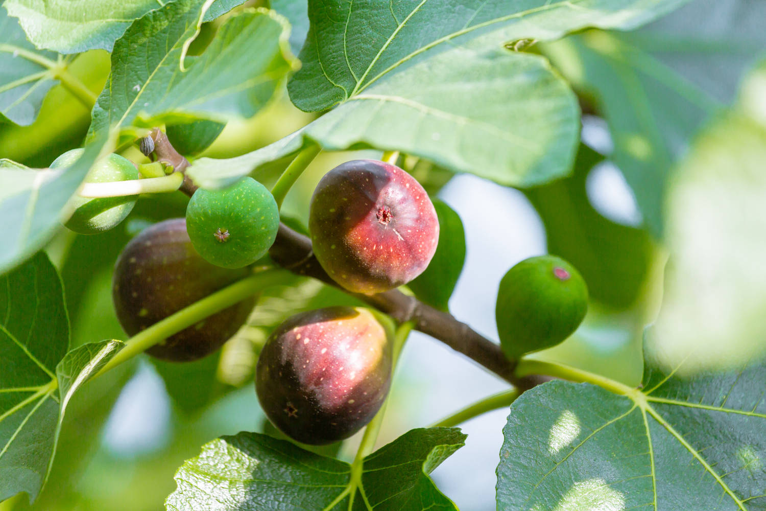 Fruit 桌布 壁紙 — 成熟和未成熟的無花果掛在樹枝上，周圍是茂密的綠葉，在明亮的陽光下。