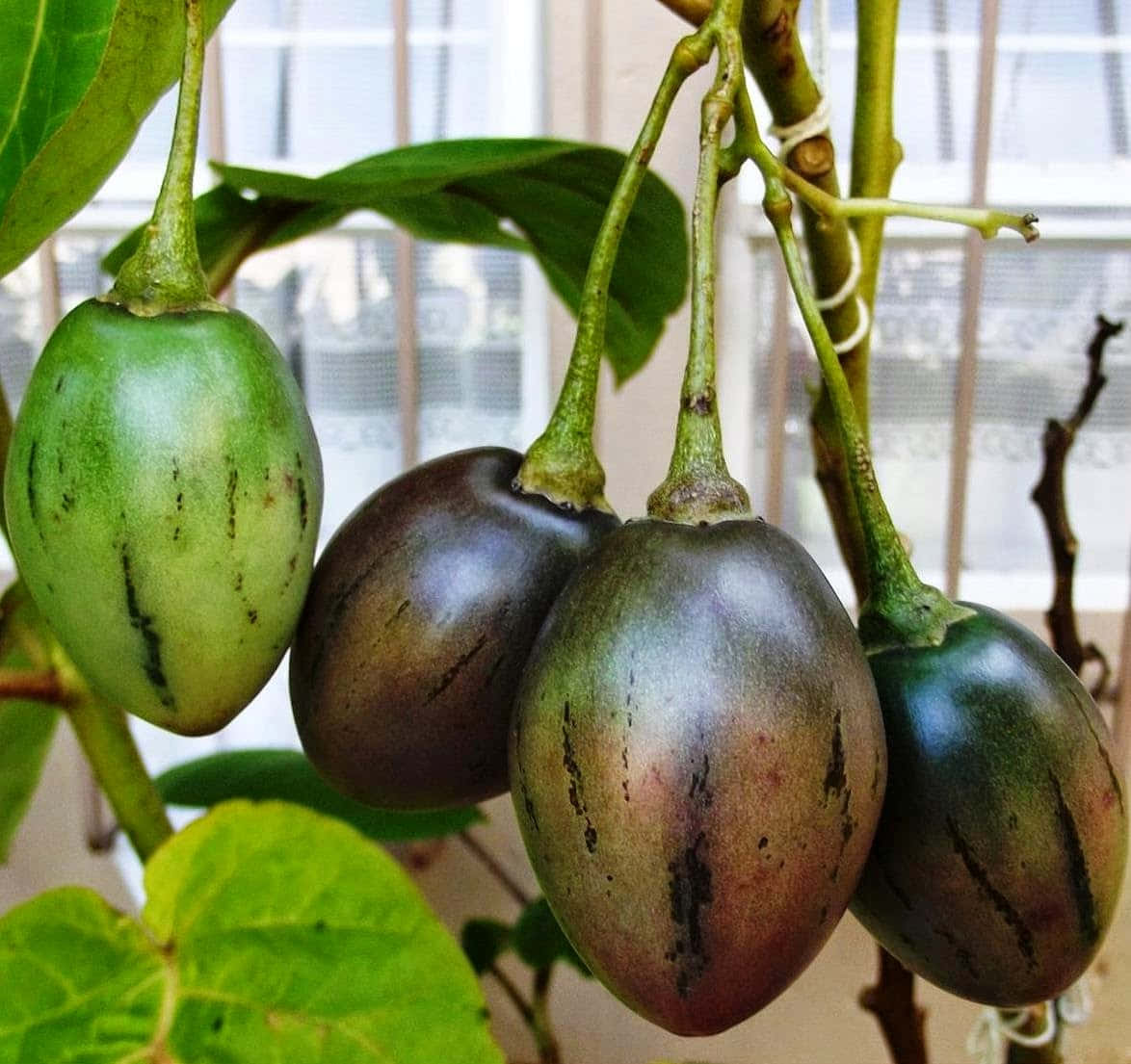 Fruit 桌布 壁紙 — 成熟和未成熟的茄子掛在藤蔓上，襯著茂盛的綠葉和明亮的窗戶背景。