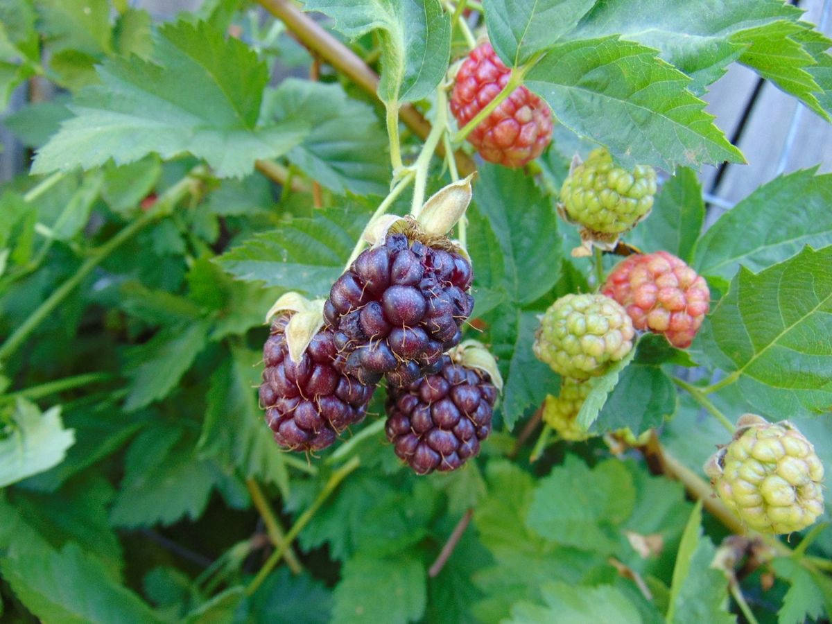 Berry 桌布 壁紙 — 成熟和未成熟的黑莓簇生在灌木叢中，伴隨著茂盛的綠葉，在明亮的日光下。