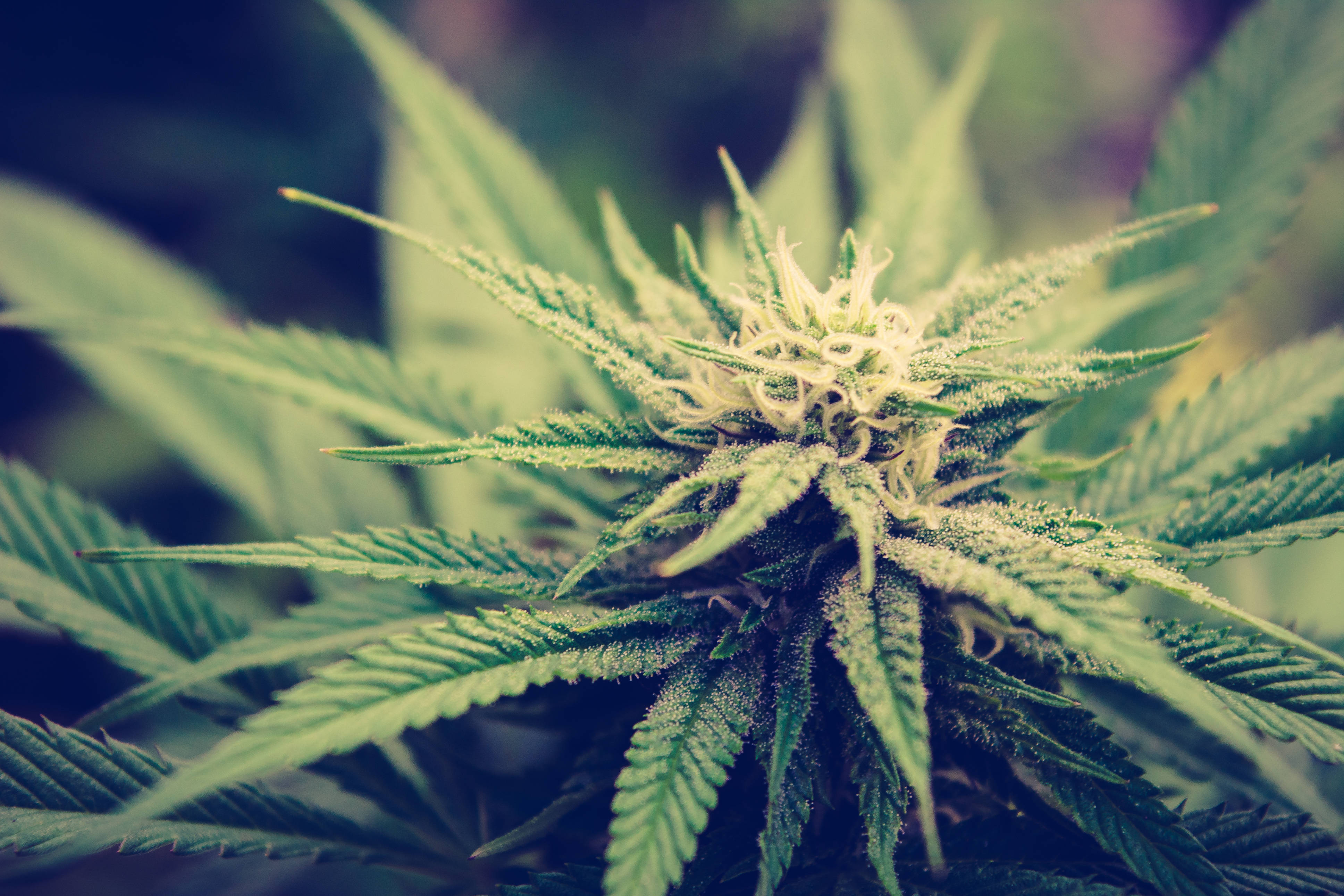 大麻 桌布 壁紙 — 成熟大麻花蕾的特寫，周圍環繞著鋸齒狀的綠色葉子，背景柔和模糊。