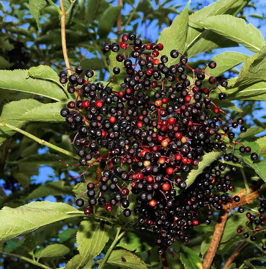 Fruits 桌布 壁紙 — 成熟接骨木莓的特寫，呈現深紫色和紅色的不同色調，懸掛在茂密綠葉之間，在明亮陽光下。