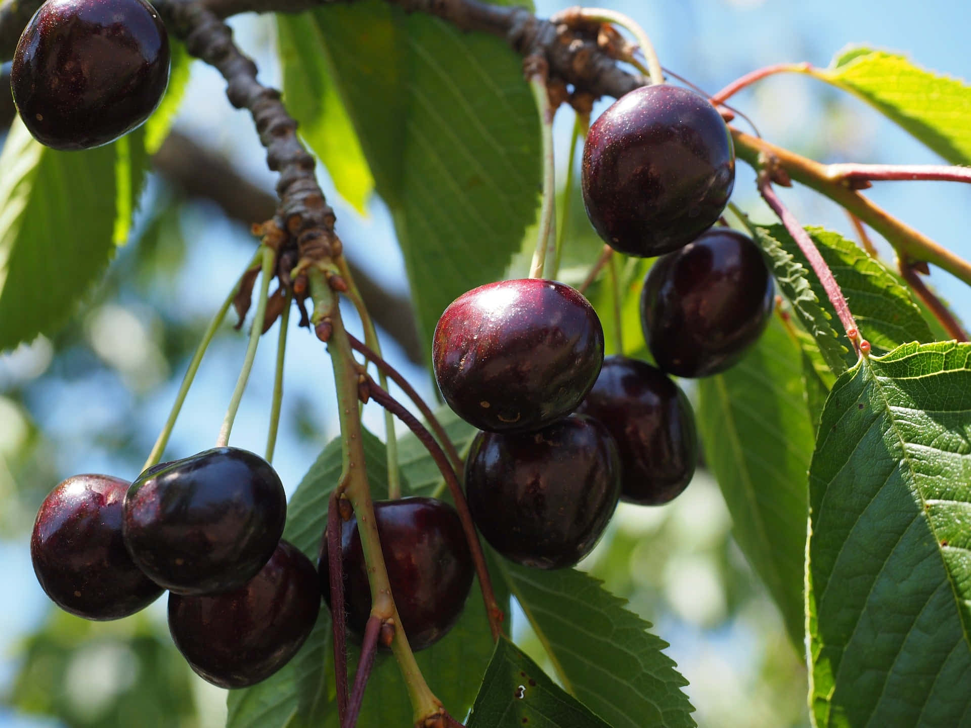 Black Cherry 桌布 壁紙 — 成熟深色櫻桃在陽光照耀的樹枝上閃閃發光，周圍環繞著鮮綠色的葉子，襯托著明亮的藍天。