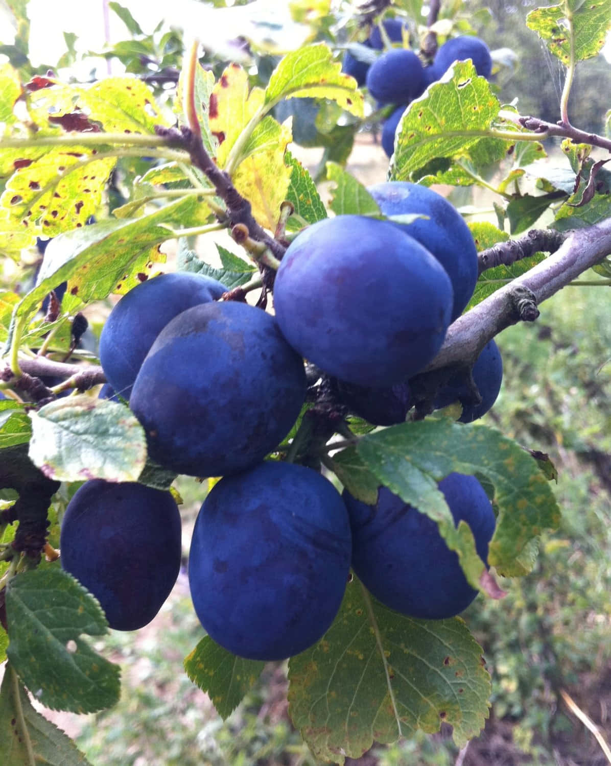 Fruit 桌布 壁紙 — 成熟深藍色李子成簇掛在樹枝上，周圍有綠葉，自然陽光穿透其間。