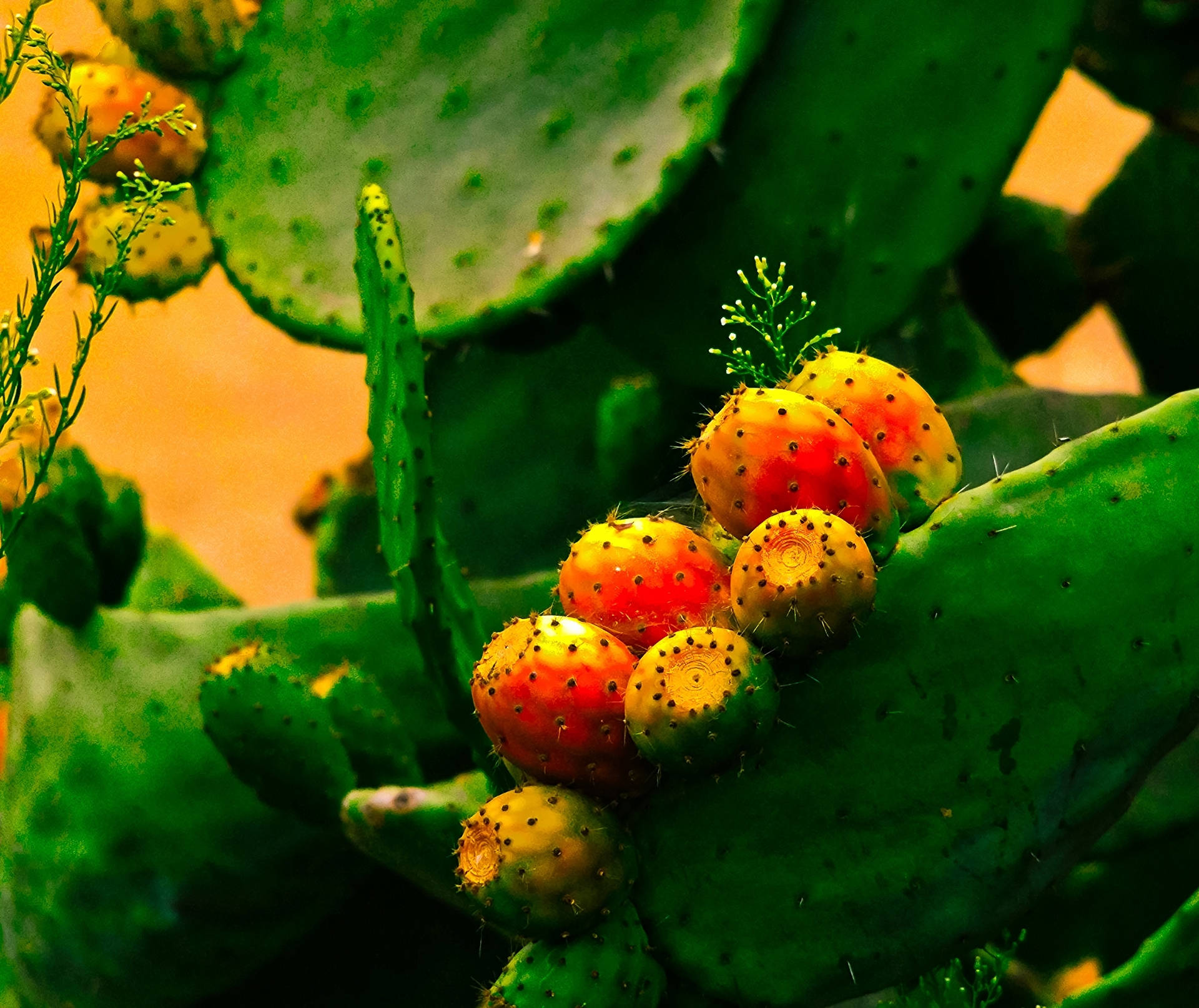 Cactus 桌布 壁紙 — 成熟的仙人掌果在茂密的綠色仙人掌墊之間散發出橙色和黃色的色調。