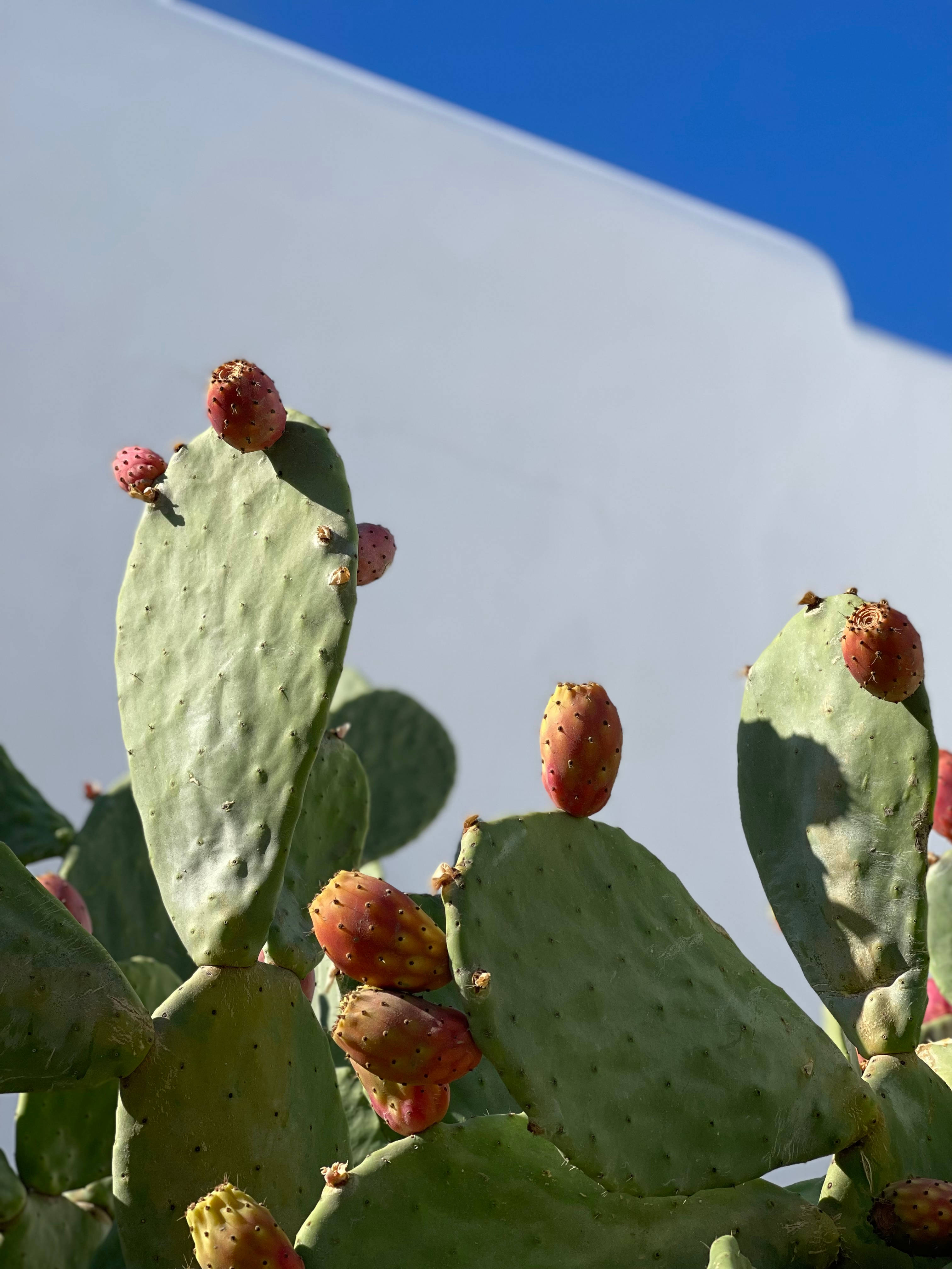 Cactus 桌布 壁紙 — 成熟的仙人掌果實掛在綠色仙人掌墊上，襯著明亮的藍天和白牆。