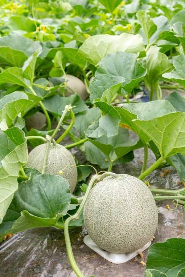 Healthy Food 桌布 壁紙 — 成熟的哈密瓜帶有網狀外皮，在陽光明媚的花園苗床中，依偎在茂密的綠色藤蔓間生長。