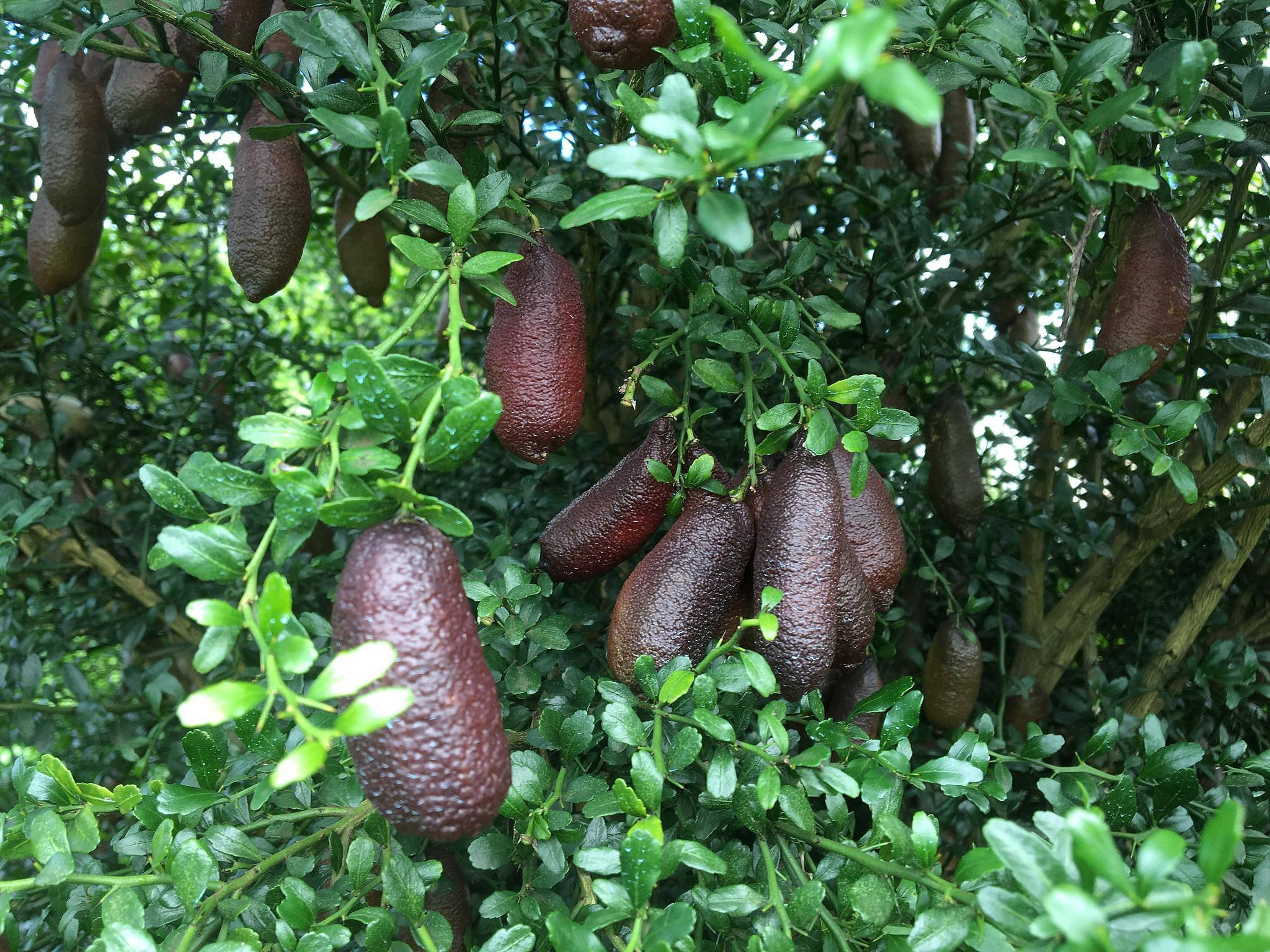 Fruits 桌布 壁紙 — 成熟的指橙沉重地掛在茂密的綠色灌木上，葉子和果實上閃爍著露珠。