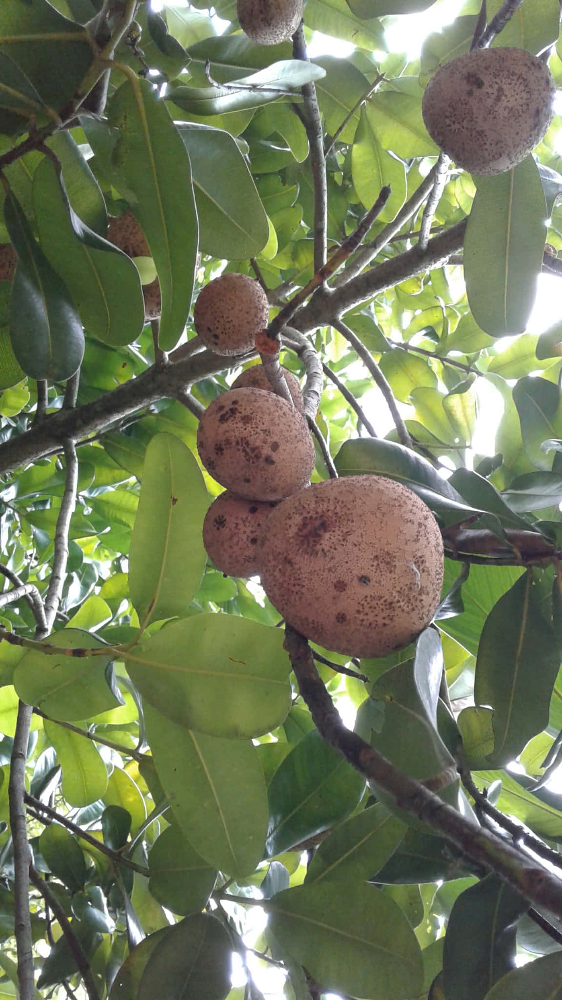 Fruit 桌布 壁紙 — 成熟的斑點水果掛在茂密綠樹的樹枝上，斑駁的陽光穿過樹葉灑落。