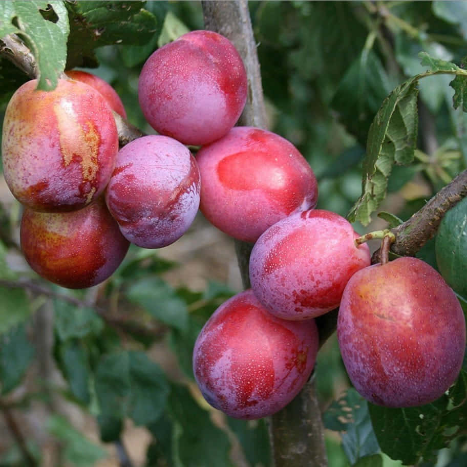 Purple Plums 桌布 壁紙 — 成熟的李子帶有灰粉紅色和紅色的果皮，成簇掛在樹枝上，周圍環繞著茂密的綠葉。