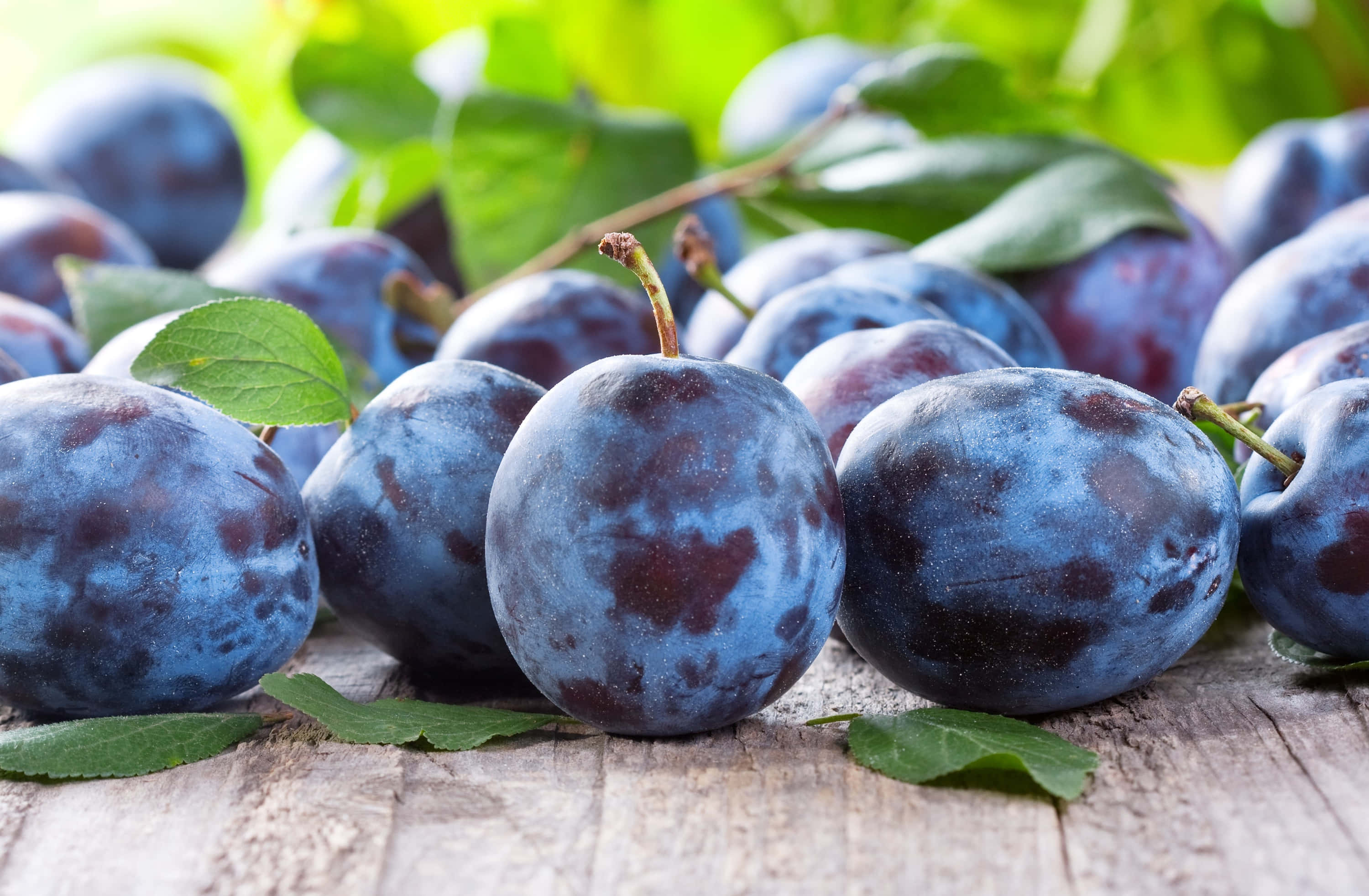 Purple Plums 桌布 壁紙 — 成熟的李子帶有灰藍色果皮和綠葉，在明亮的陽光下放在經風化的木質表面上。