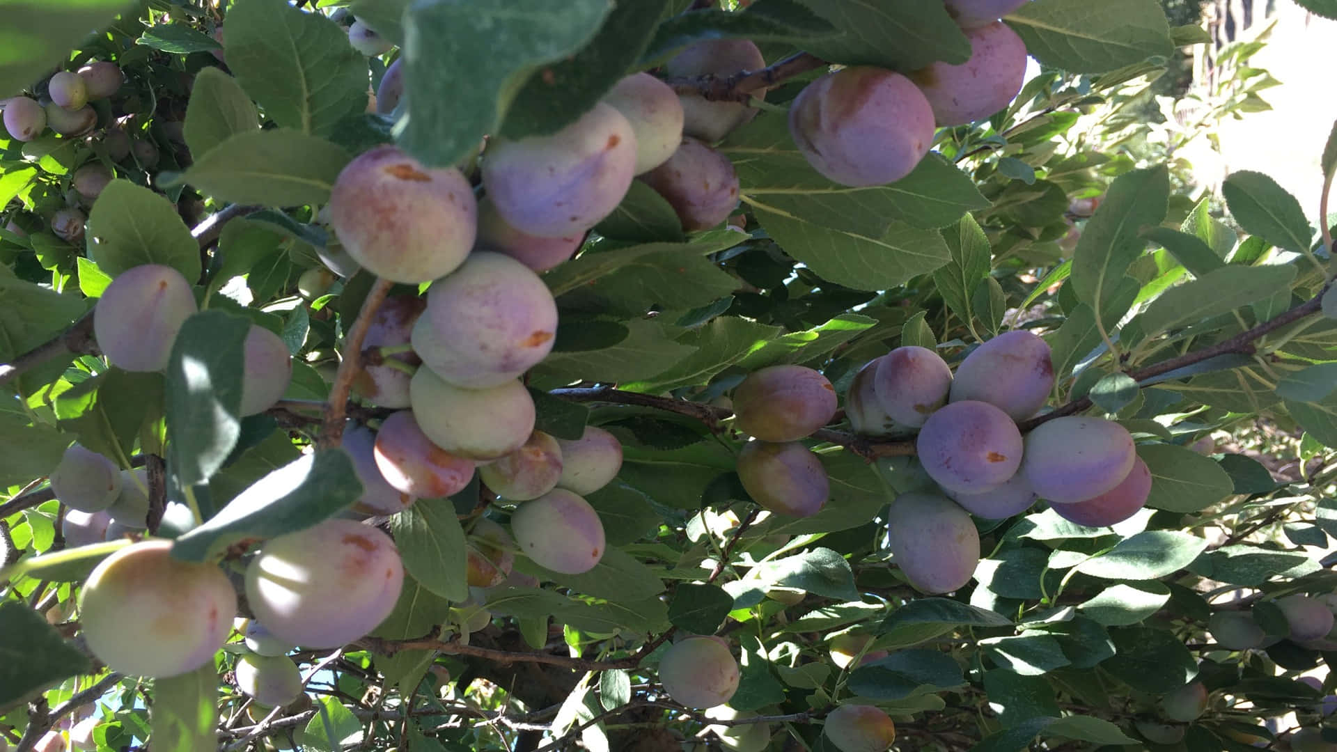 Fruits 桌布 壁紙 — 成熟的李子沉甸甸地掛在陽光照耀的樹枝上，周圍是茂密的綠葉。