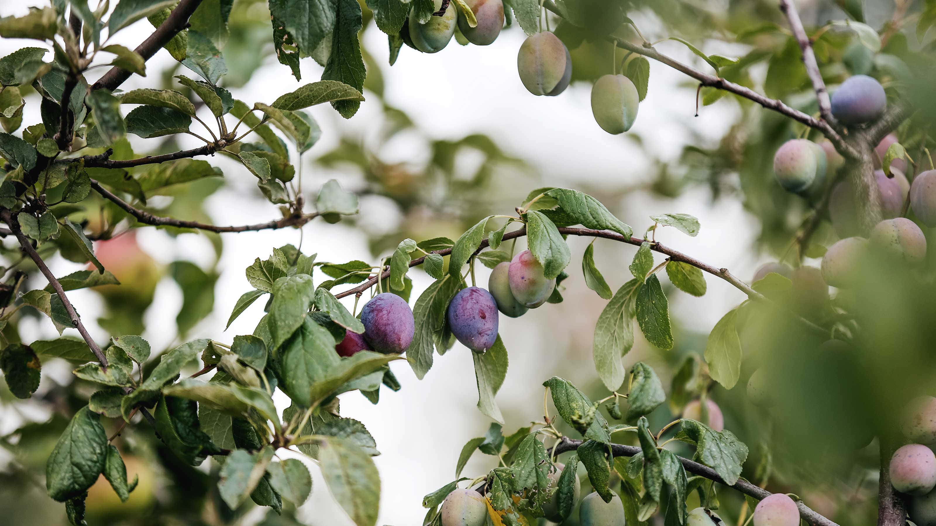 Fruit 桌布 壁紙 — 成熟的李子沉重地掛在樹枝上，周圍是茂密的綠葉，在柔和自然光下。