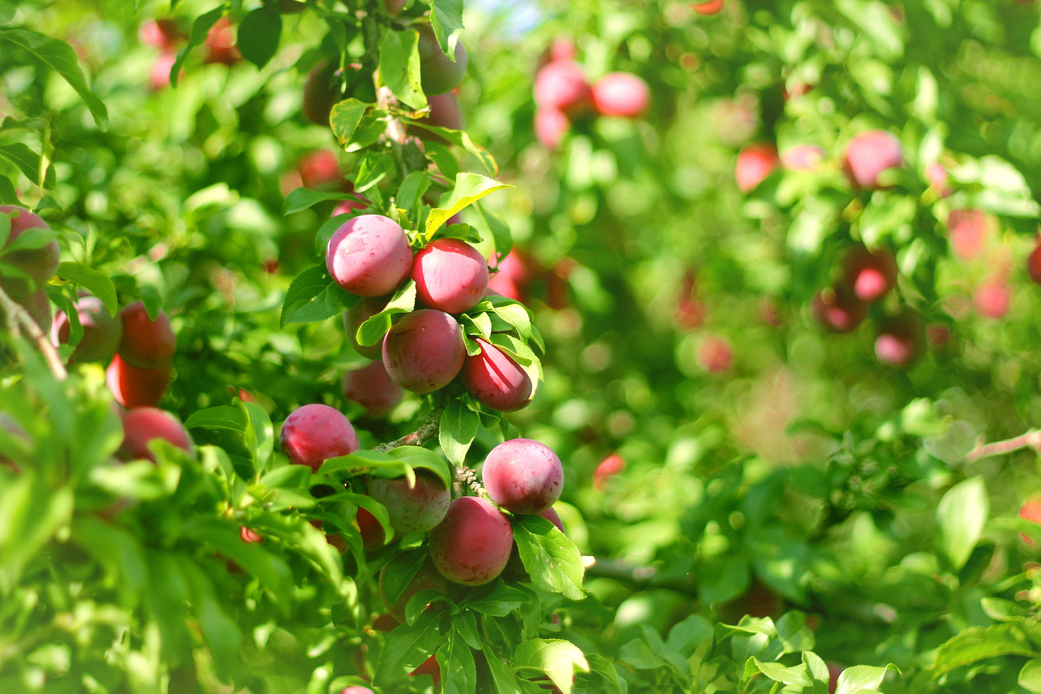 Fruits 桌布 壁紙 — 成熟的李子簇擁在陽光照耀的樹枝上，周圍環繞著茂密的綠葉，在充滿活力的果園中。