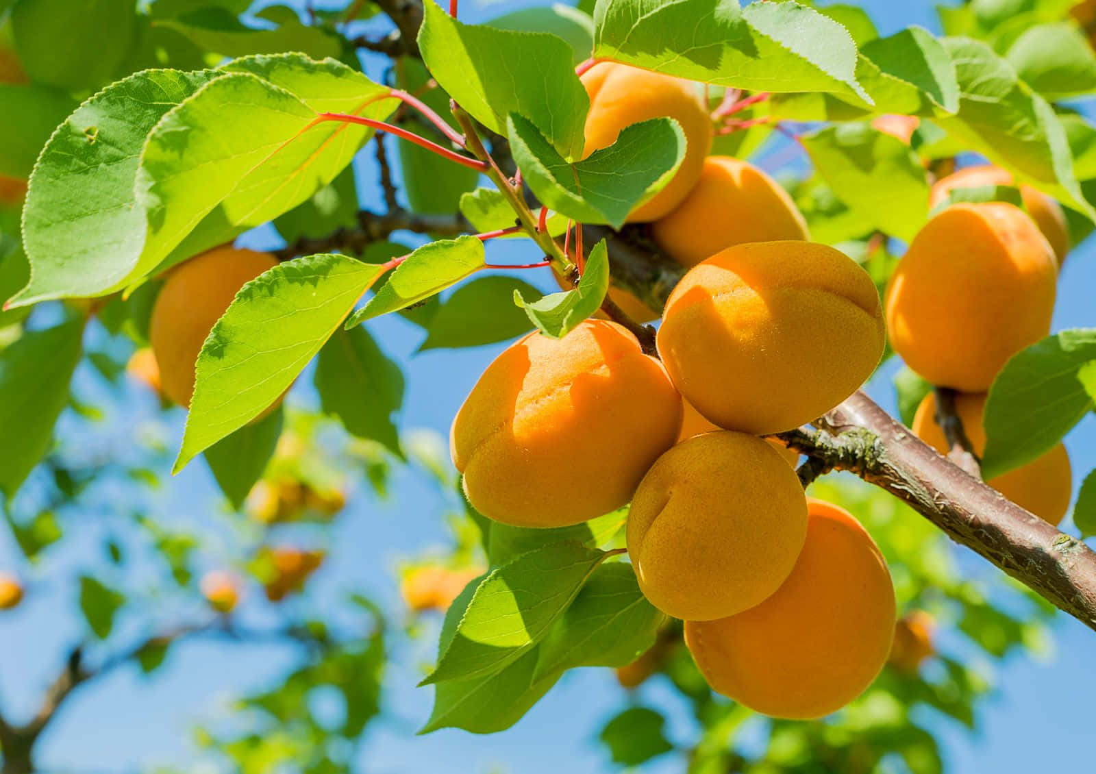 Fruit 桌布 壁紙 — 成熟的杏子沉甸甸地掛在陽光照耀的樹枝上，周圍是鮮綠的葉子，襯著清澈的藍天。