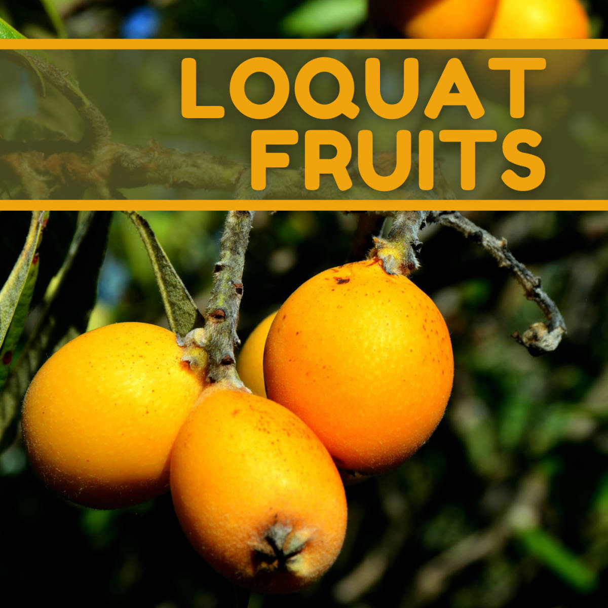 Fruits 桌布 壁紙 — 成熟的枇杷果實掛在枝條上，枝葉茂盛翠綠，在明亮的陽光下。