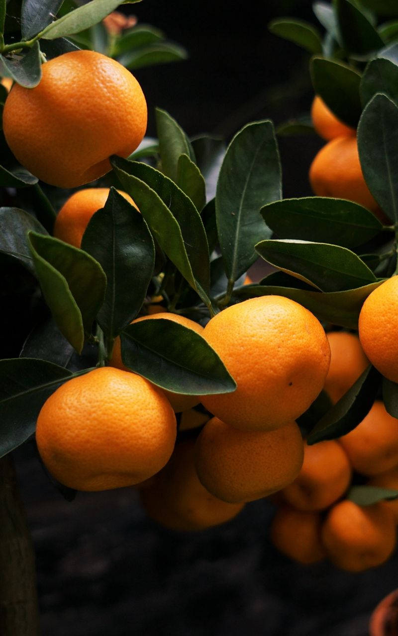 Fruit 桌布 壁紙 — 成熟的柑橘密集地掛在光亮的綠葉之間，在柔和自然光下。
