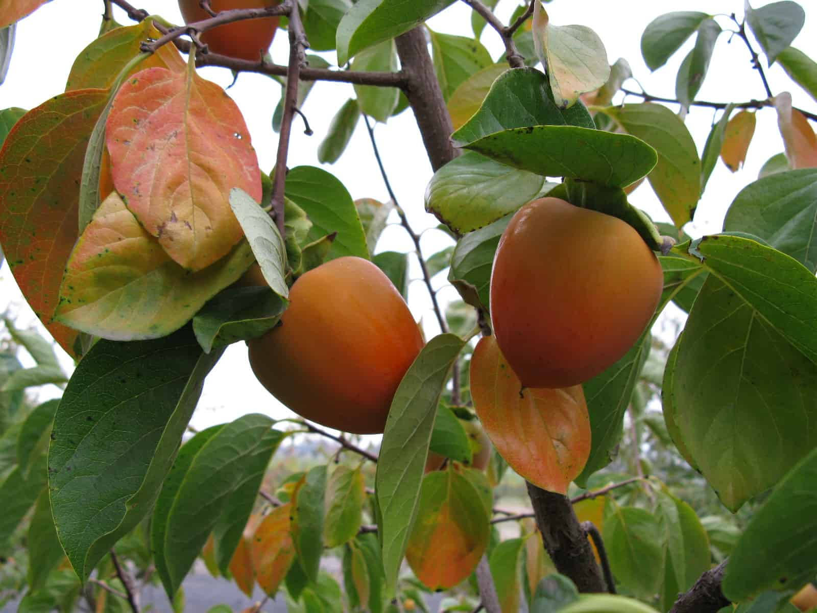 Fruit 桌布 壁紙 — 成熟的柿子沉甸甸地掛在樹上，樹葉有綠有橙，襯托著柔和的天空。