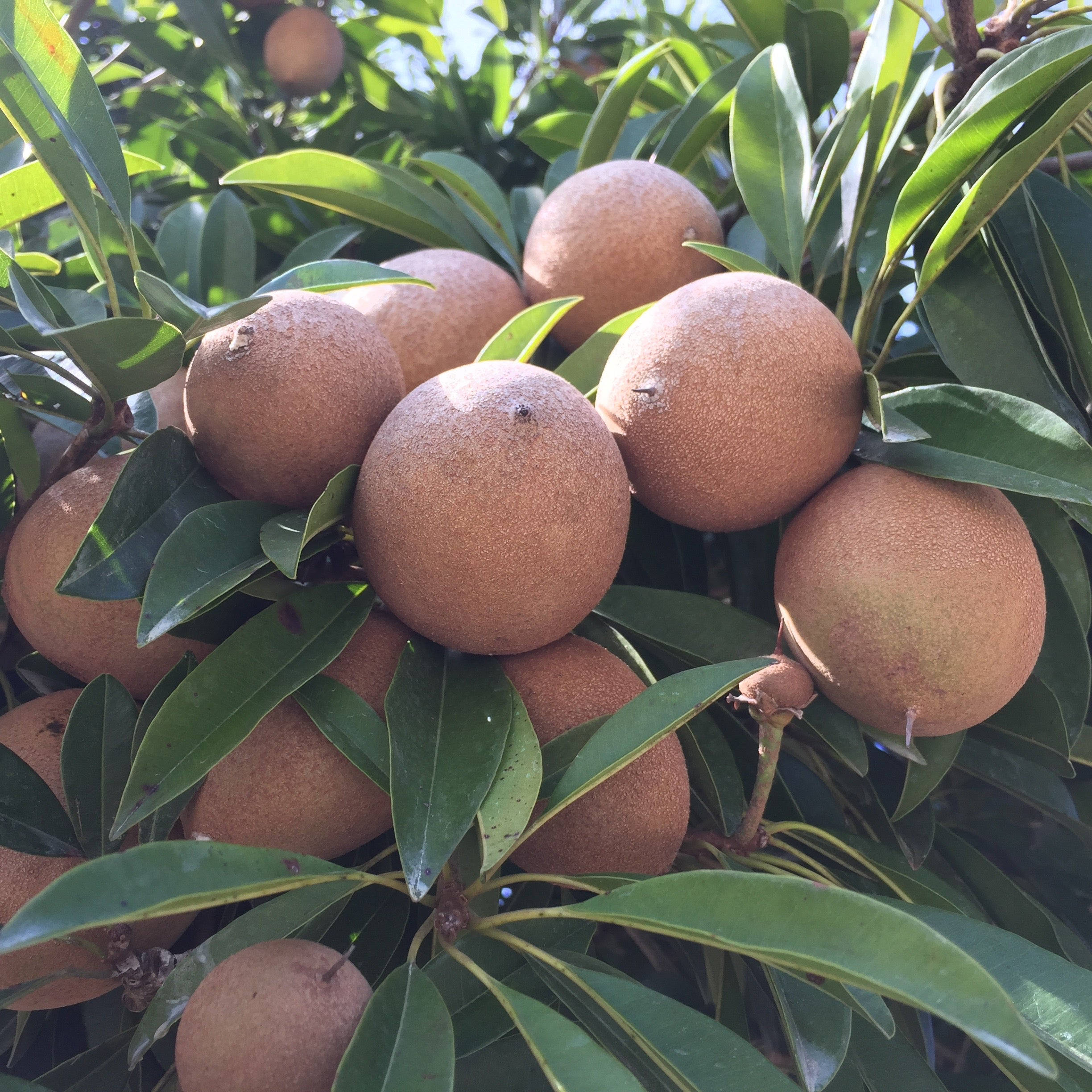 Fruits 桌布 壁紙 — 成熟的棕色人心果果實簇擁在光亮的綠葉之間，沐浴在明亮的陽光下。
