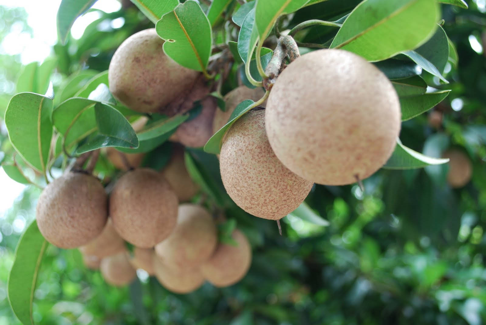 Fruits 桌布 壁紙 — 成熟的棕色山竹果掛在熱帶樹枝上，簇擁在光亮的綠葉之間。