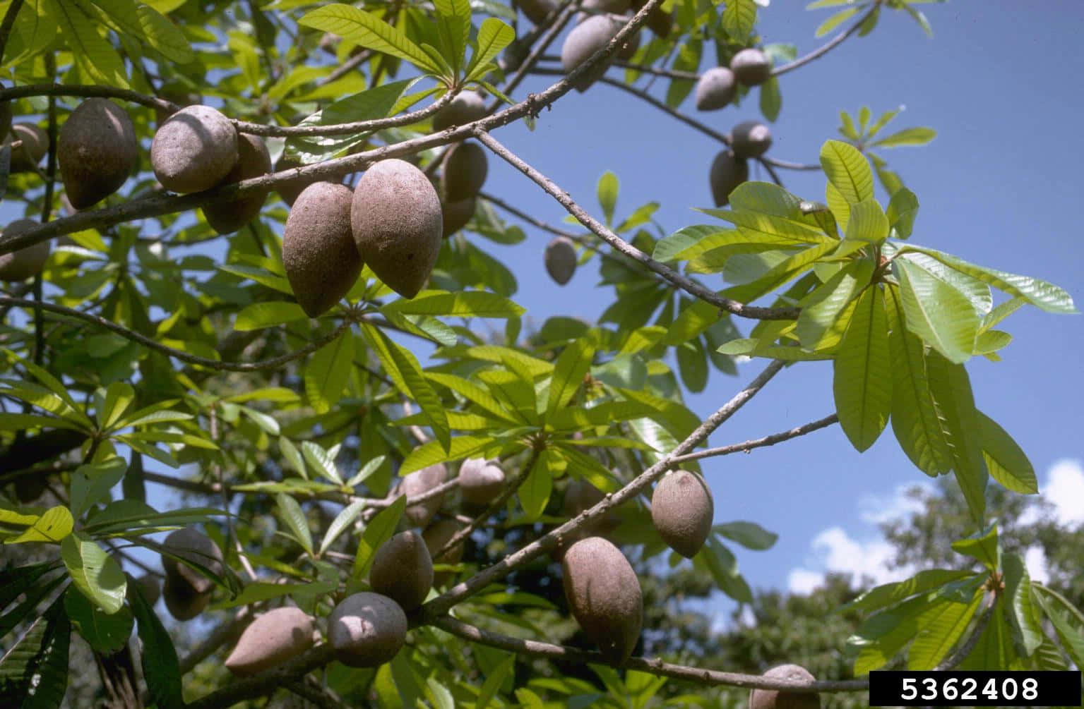 Fruit 桌布 壁紙 — 成熟的棕色果實掛在枝葉茂密的樹枝上，襯托著晴朗的藍天和散落的雲朵。