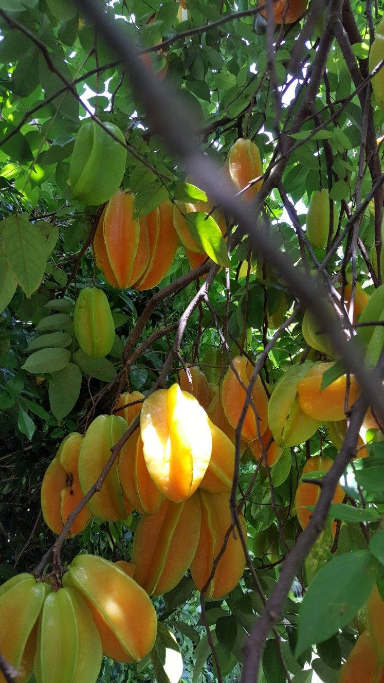 Fruit 桌布 壁紙 — 成熟的楊桃掛在樹枝上，沐浴在透過茂密綠葉篩下的斑駁陽光中。