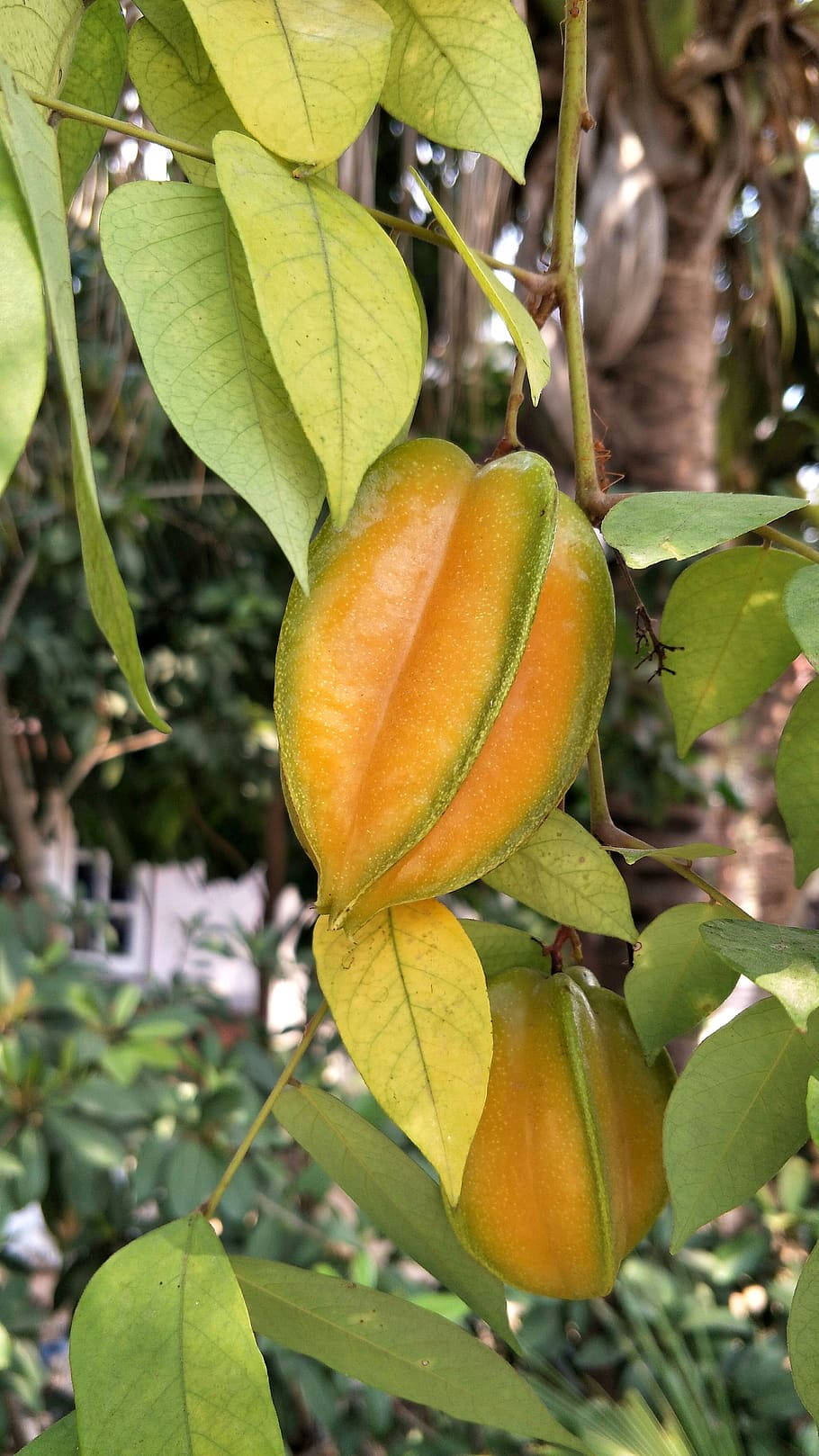 Fruit 桌布 壁紙 — 成熟的楊桃掛在茂盛的綠色樹枝上，陽光穿過葉片灑落。