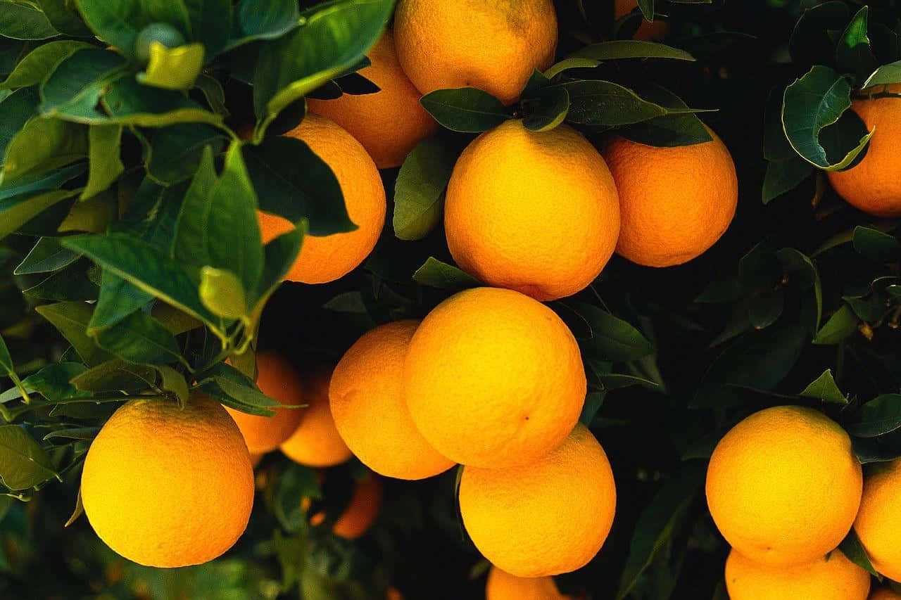 Orange Fruit 桌布 壁紙 — 成熟的橙子在溫暖陽光下密集地掛在光亮的綠葉之間。