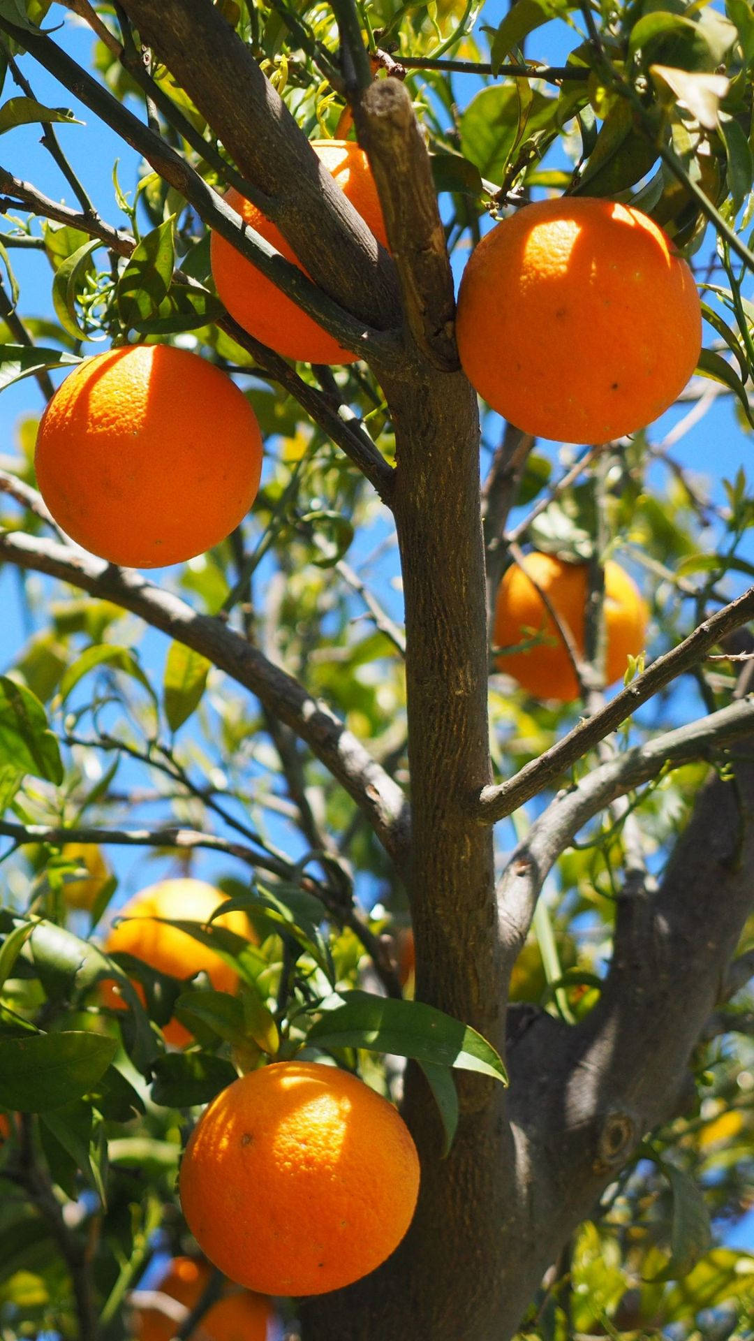 Orange Fruit 桌布 壁紙 — 成熟的橙子掛在樹枝上，襯著清澈的藍天，明亮的陽光穿過綠葉灑落。