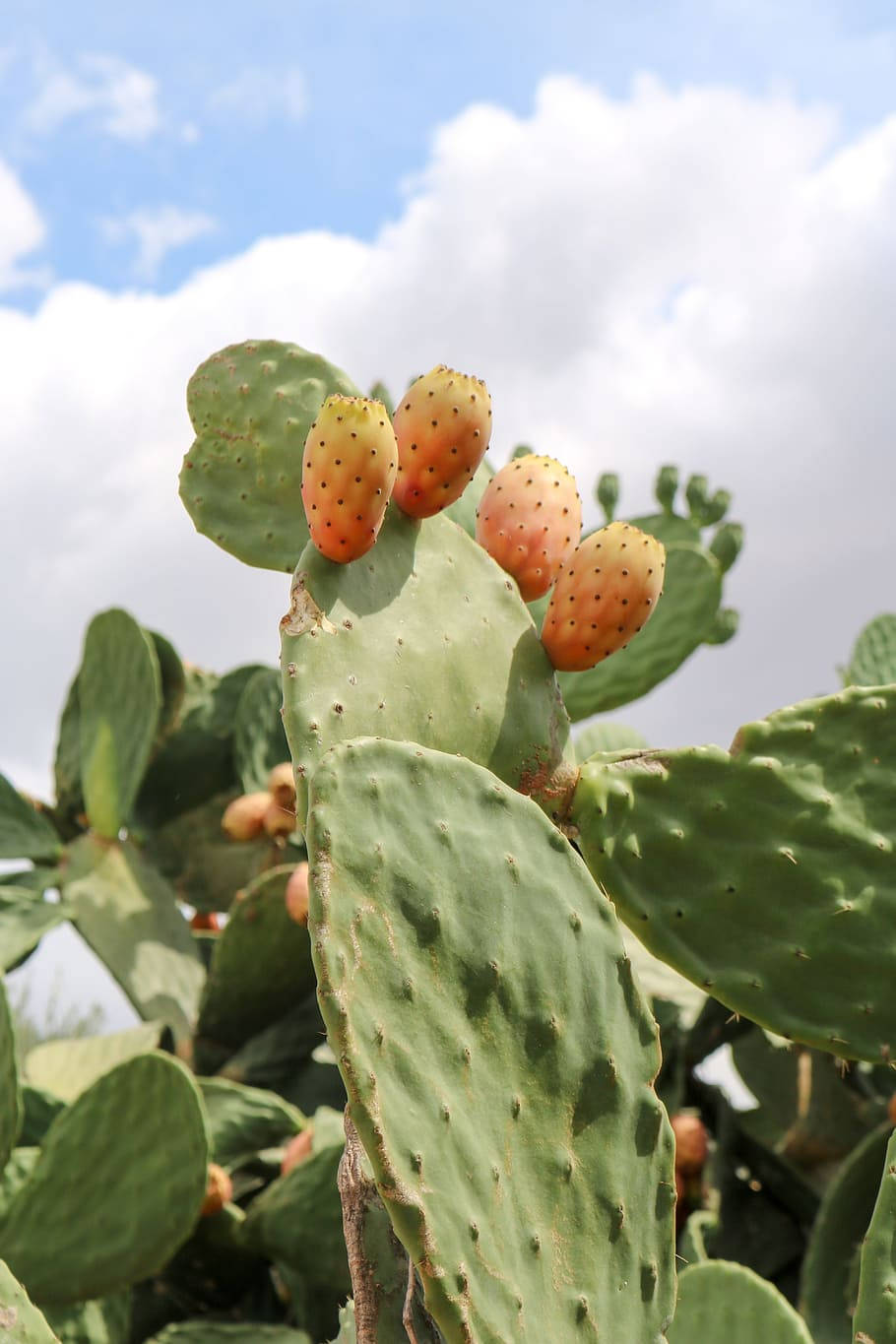Cactus 桌布 壁紙 — 成熟的橙色仙人掌果聚集在綠色仙人掌墊上，背景是明亮的藍天和蓬鬆的白雲。