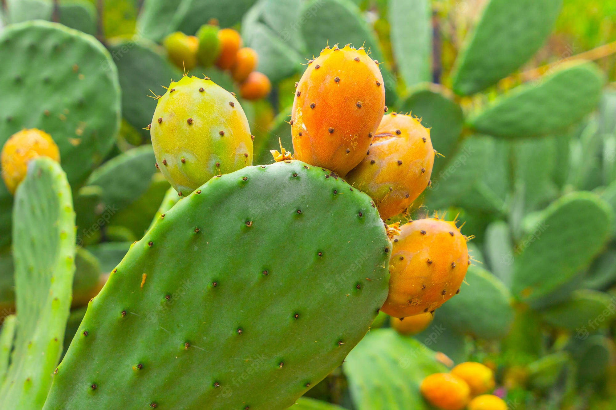 Cactus 桌布 壁紙 — 成熟的橙色和綠色仙人掌果實聚集在帶刺的鮮綠色仙人掌墊上。