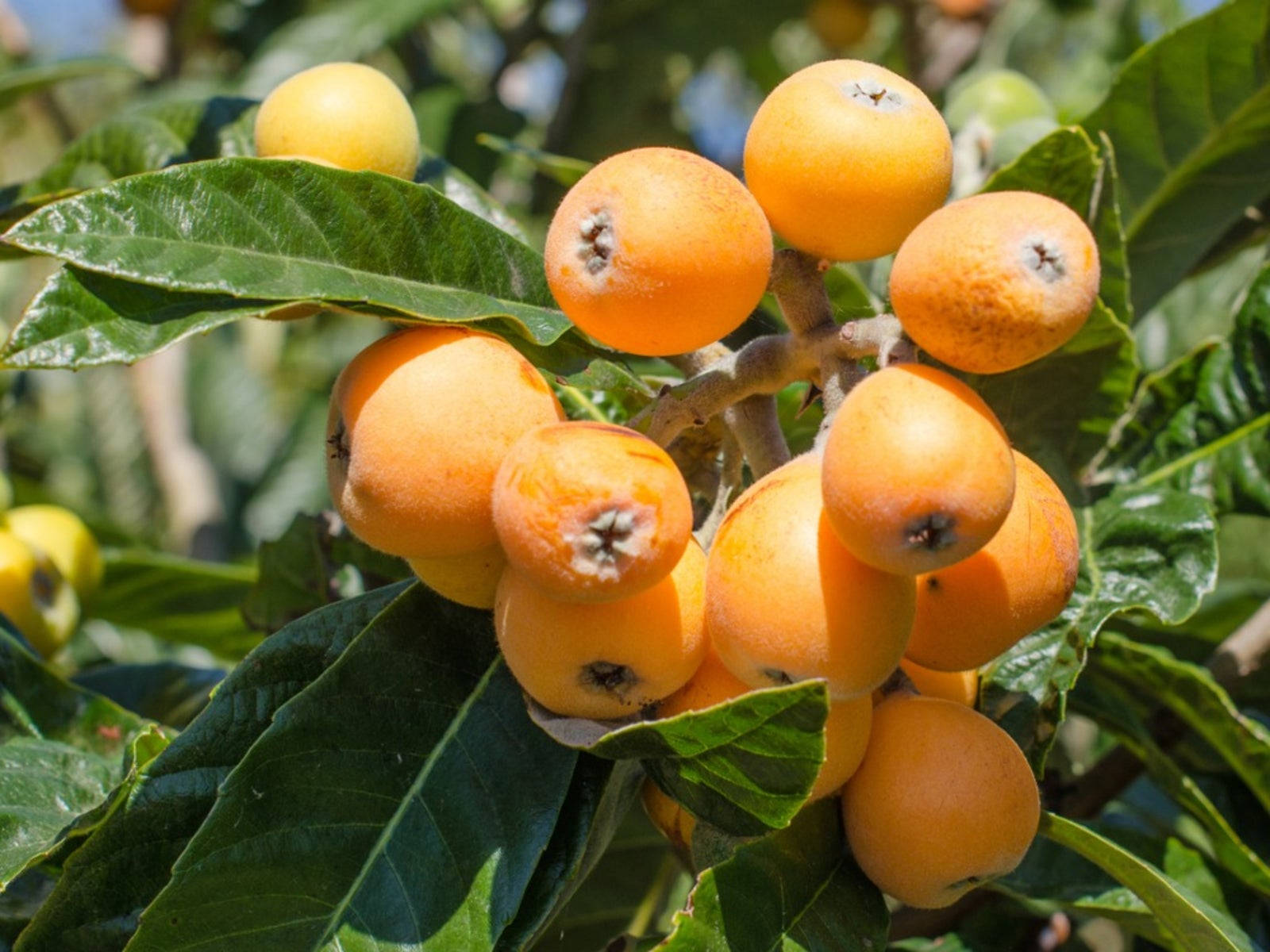 Fruits 桌布 壁紙 — 成熟的橙色枇杷在明亮陽光下聚集在被光澤綠葉包圍的樹枝上。