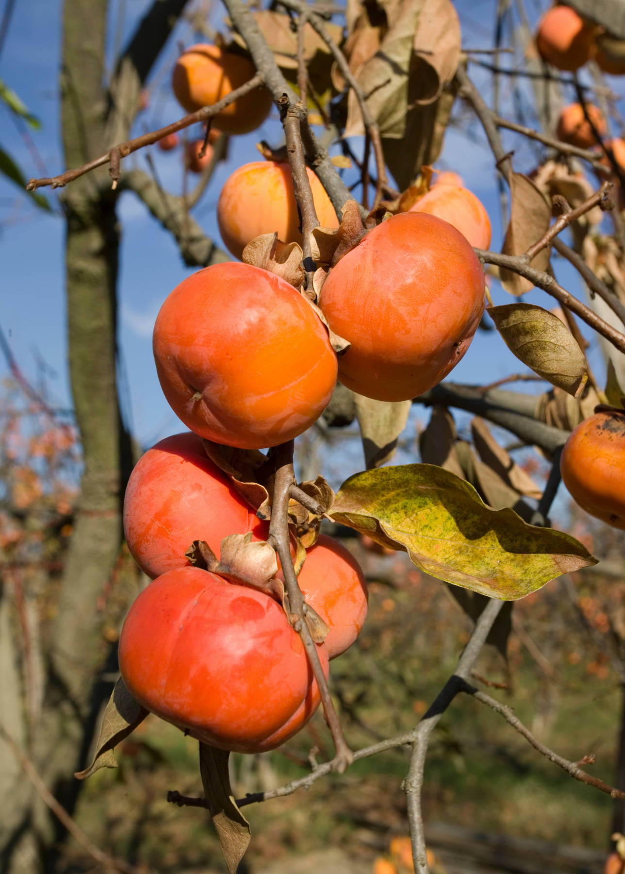Fruit 桌布 壁紙 — 成熟的橙色柿子沉甸甸地掛在樹枝上，襯著清澈的藍天和秋葉。