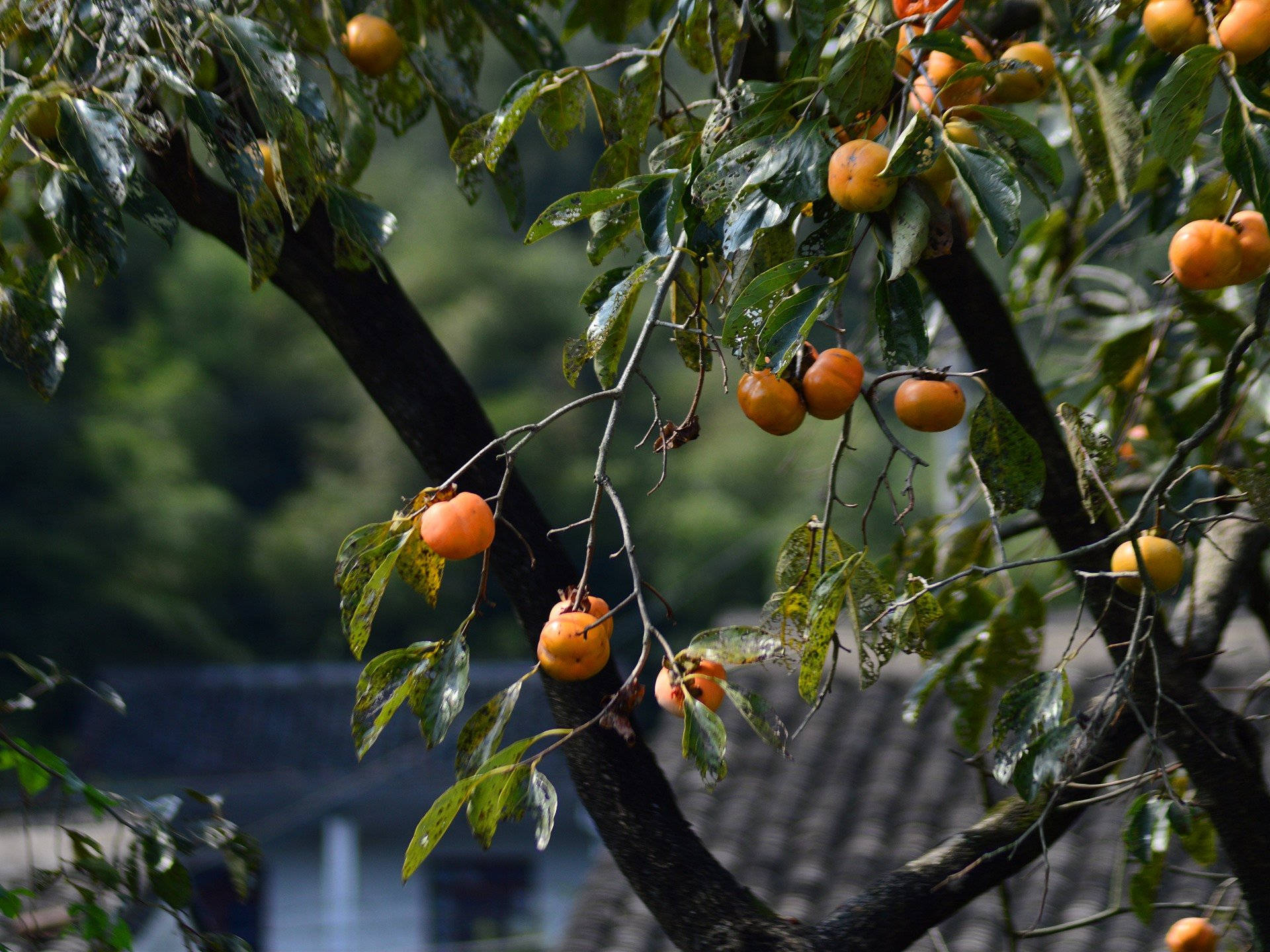 Fruit 桌布 壁紙 — 成熟的橙色柿子沉重地掛在枝葉茂密的樹枝上，背景是柔和模糊的綠色森林。