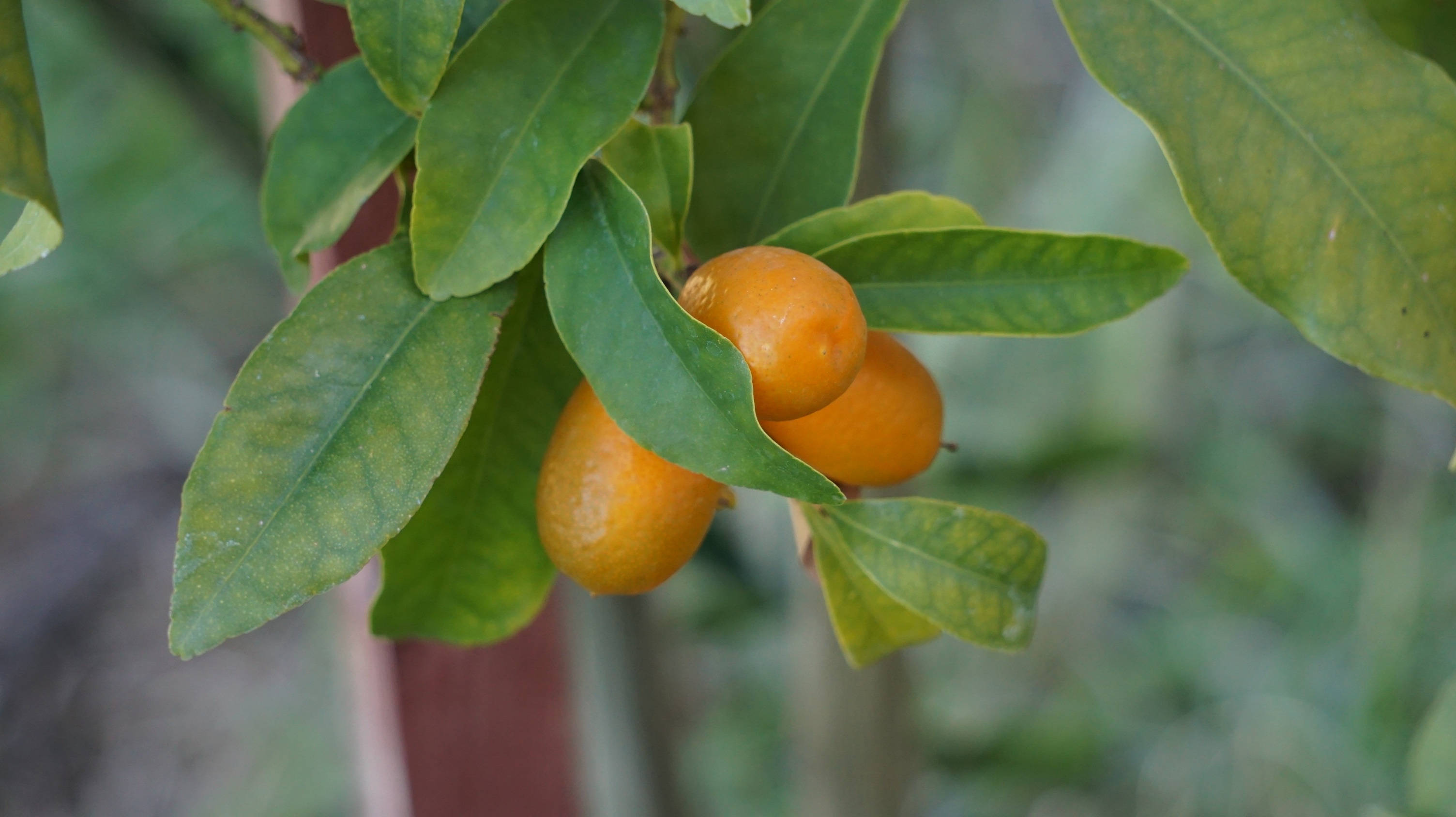 Fruits 桌布 壁紙 — 成熟的橙色金橘掛在樹枝上閃亮的綠葉之間，光線柔和自然。
