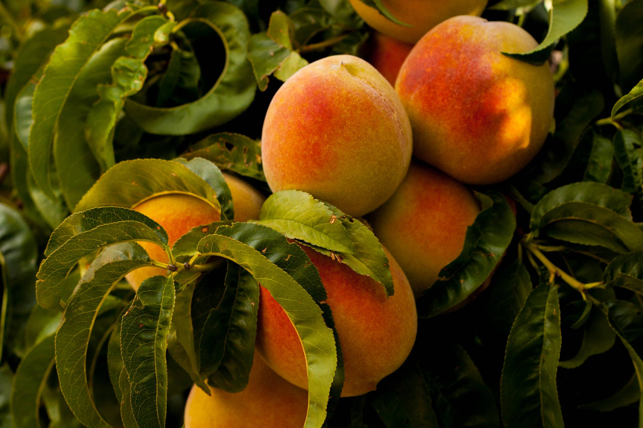 Peach 桌布 壁紙 — 成熟的水蜜桃帶有粉紅和金色色調，依偎在陽光照射的樹枝上茂密的綠葉之間。