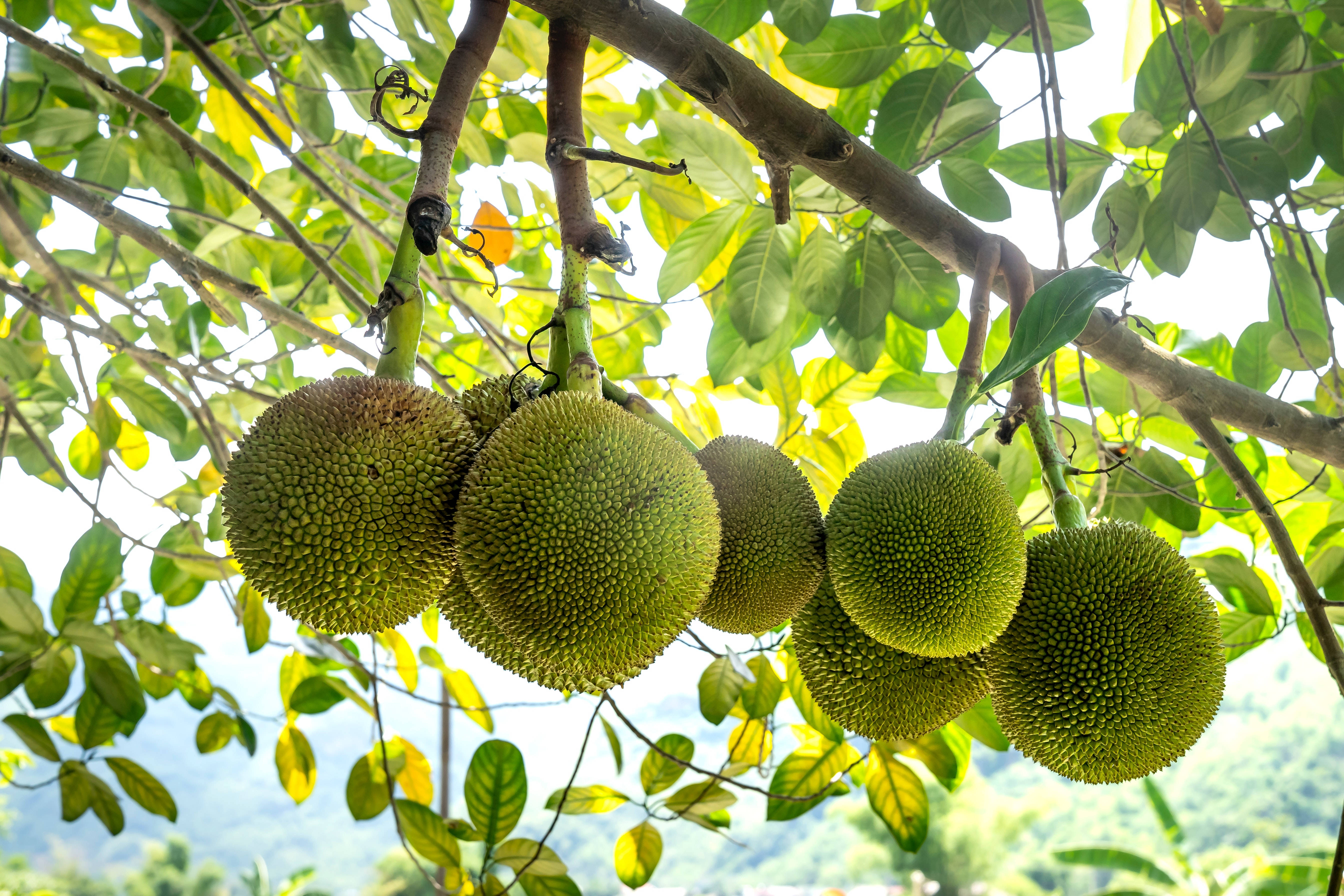 Fruits 桌布 壁紙 — 成熟的波羅蜜在明亮的陽光下，從被茂密綠葉環繞的樹枝上沉重地垂下。
