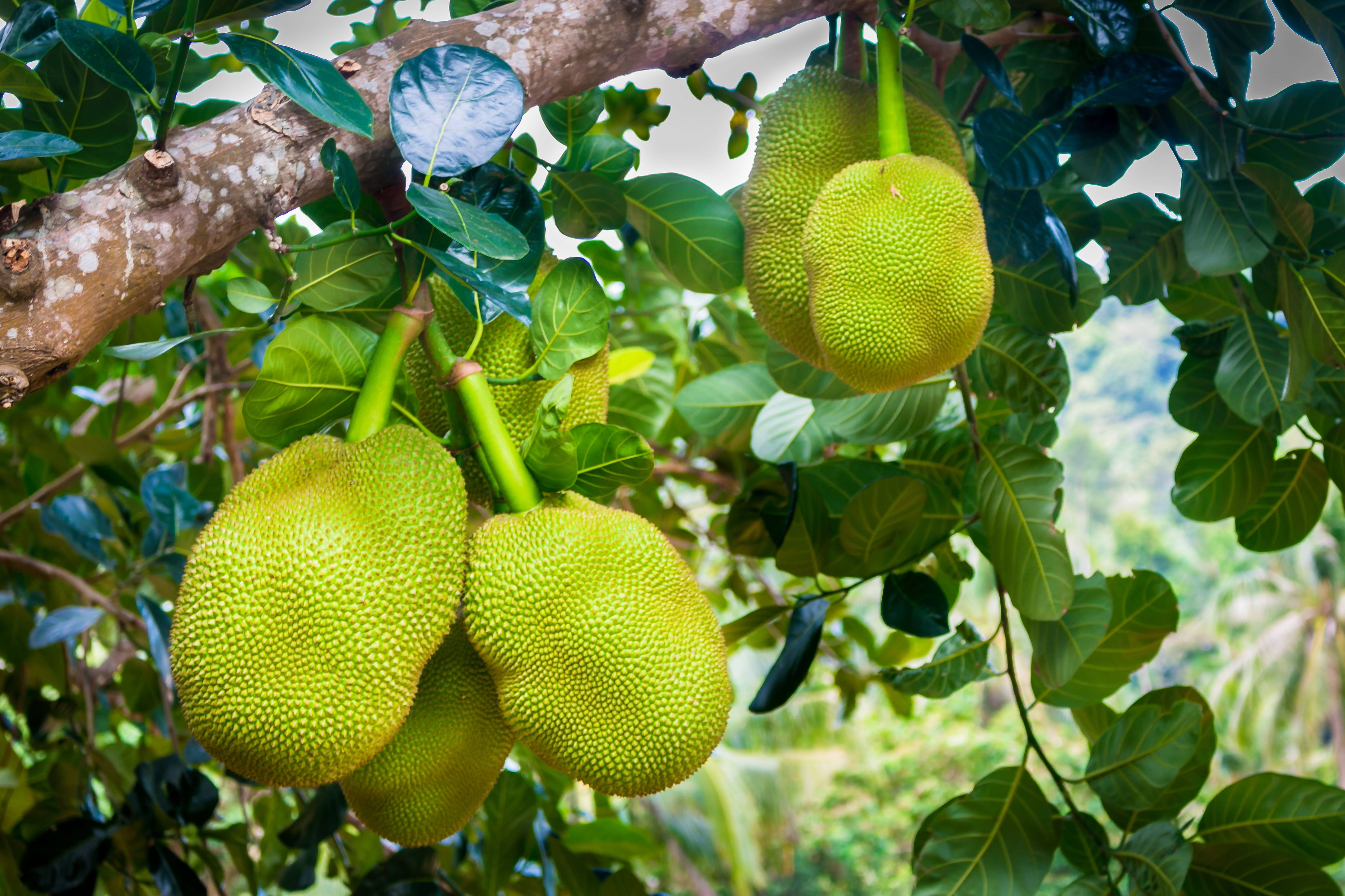 Fruits 桌布 壁紙 — 成熟的波羅蜜沉重地掛在樹枝上，周圍是茂密的綠葉，呈現熱帶風情。