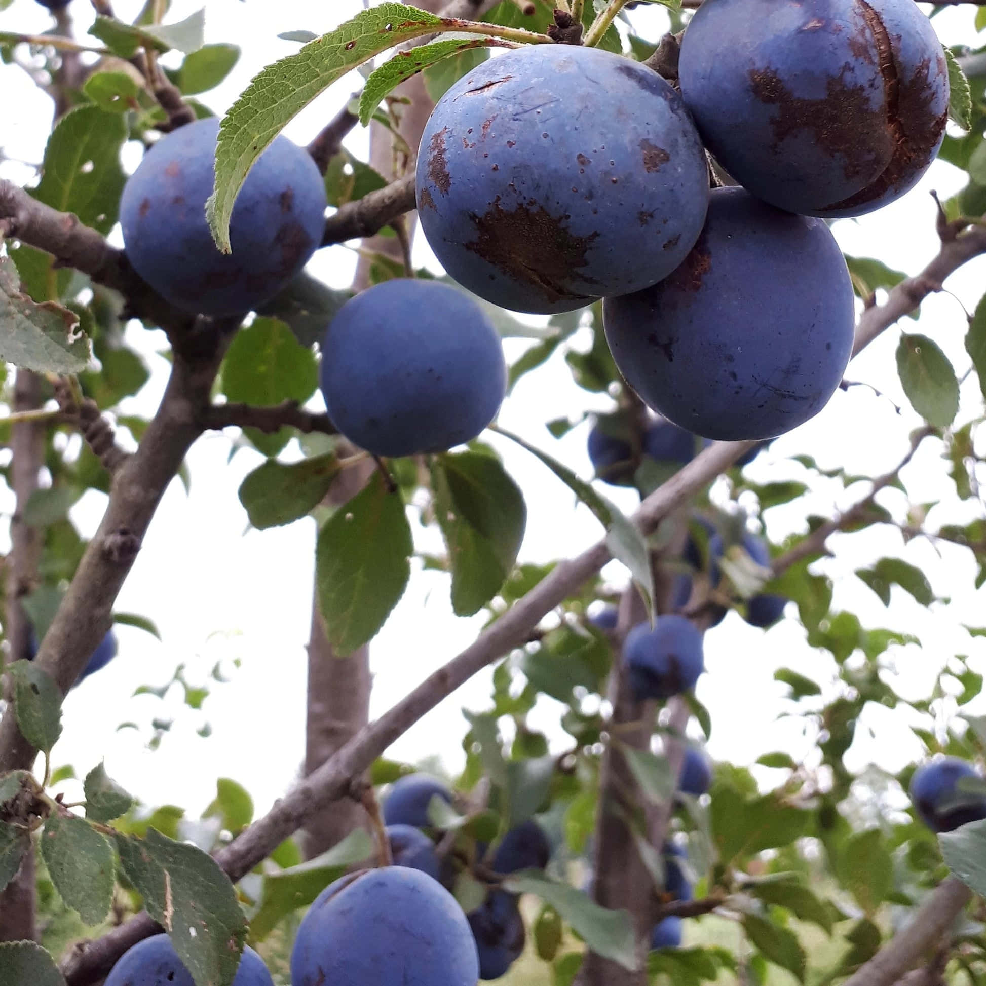 Fruit 桌布 壁紙 — 成熟的深紫色李子成簇掛在樹枝上，周圍有綠葉，在柔和日光下。