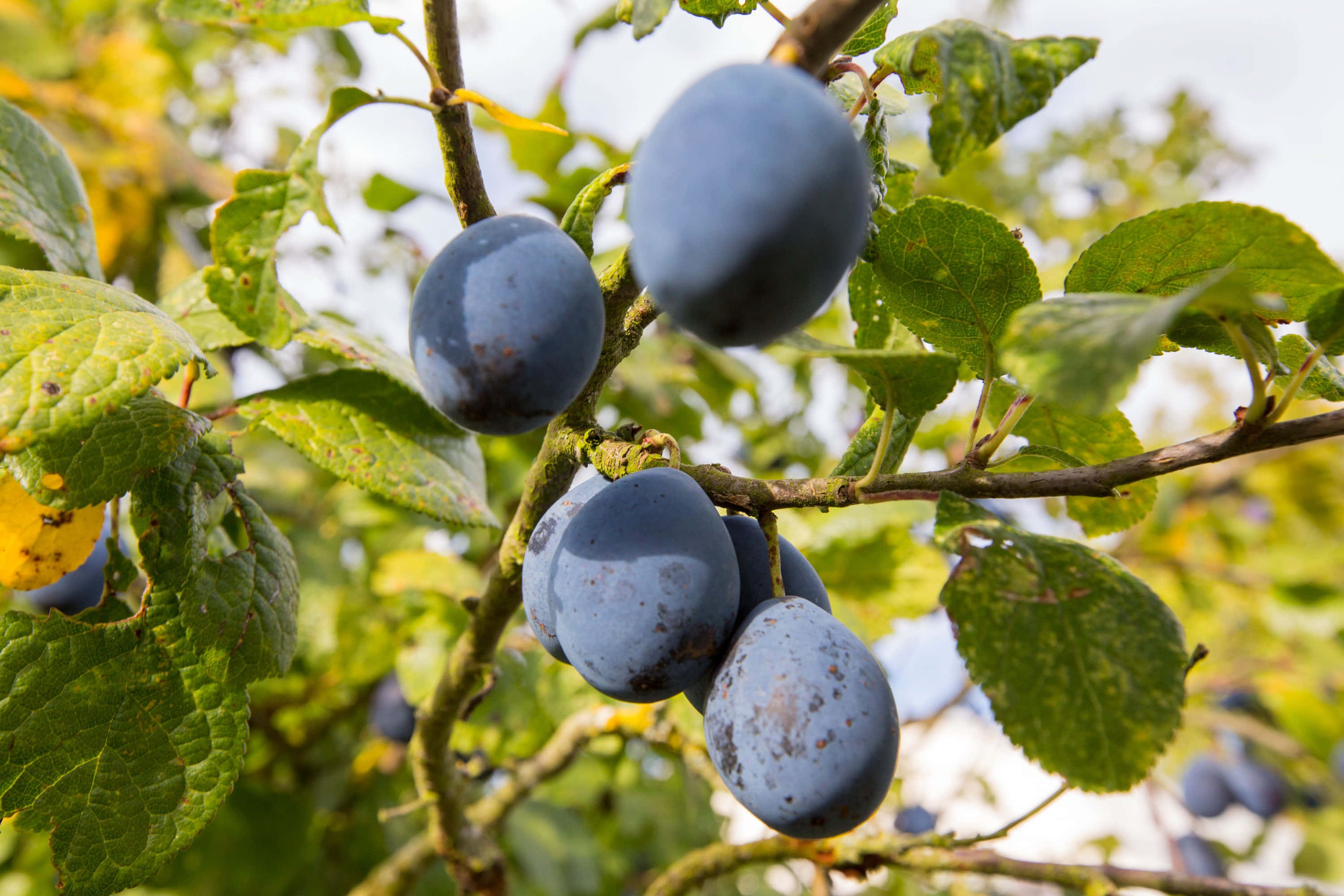 Fruit 桌布 壁紙 — 成熟的深紫色李子成簇掛在陽光照耀的樹枝上，周圍是鮮綠色的葉子。