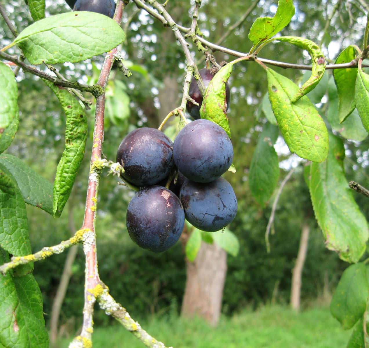 Fruit 桌布 壁紙 — 成熟的深紫色李子掛在長滿苔蘚的樹枝上，周圍是陽光普照的果園中充滿活力的綠葉。