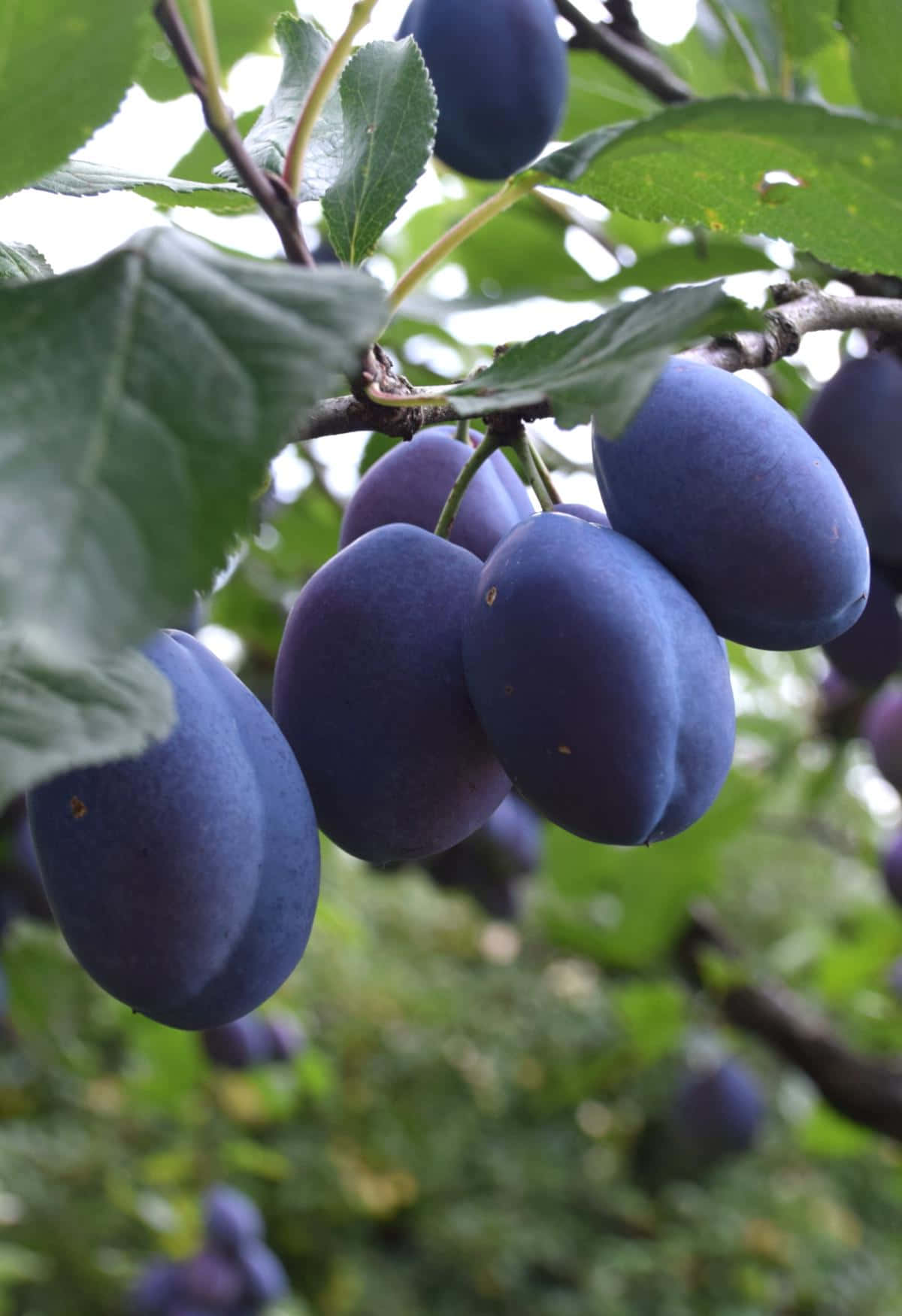 Fruit 桌布 壁紙 — 成熟的深紫色李子沉甸甸地掛在樹枝上，周圍是茂密的綠葉，在柔和自然光下。